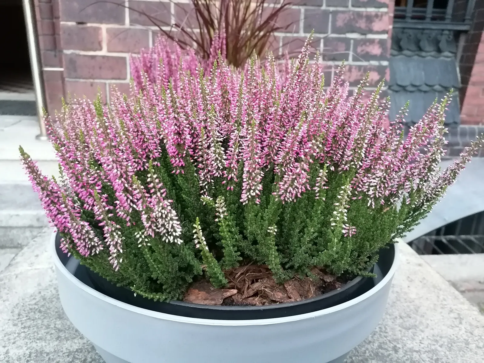 Heather (Erica Canaliculata) — Zones 7-9 are suitable for this resilient plant; exhibits good drought tolerance, image 59