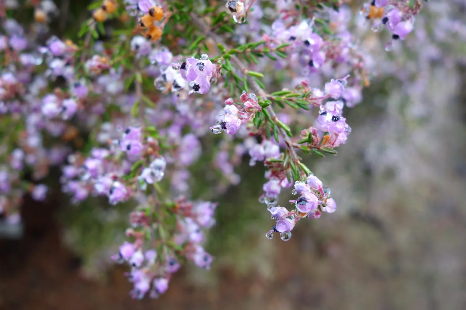 Heather (Erica Canaliculata) — white flowers in the garden