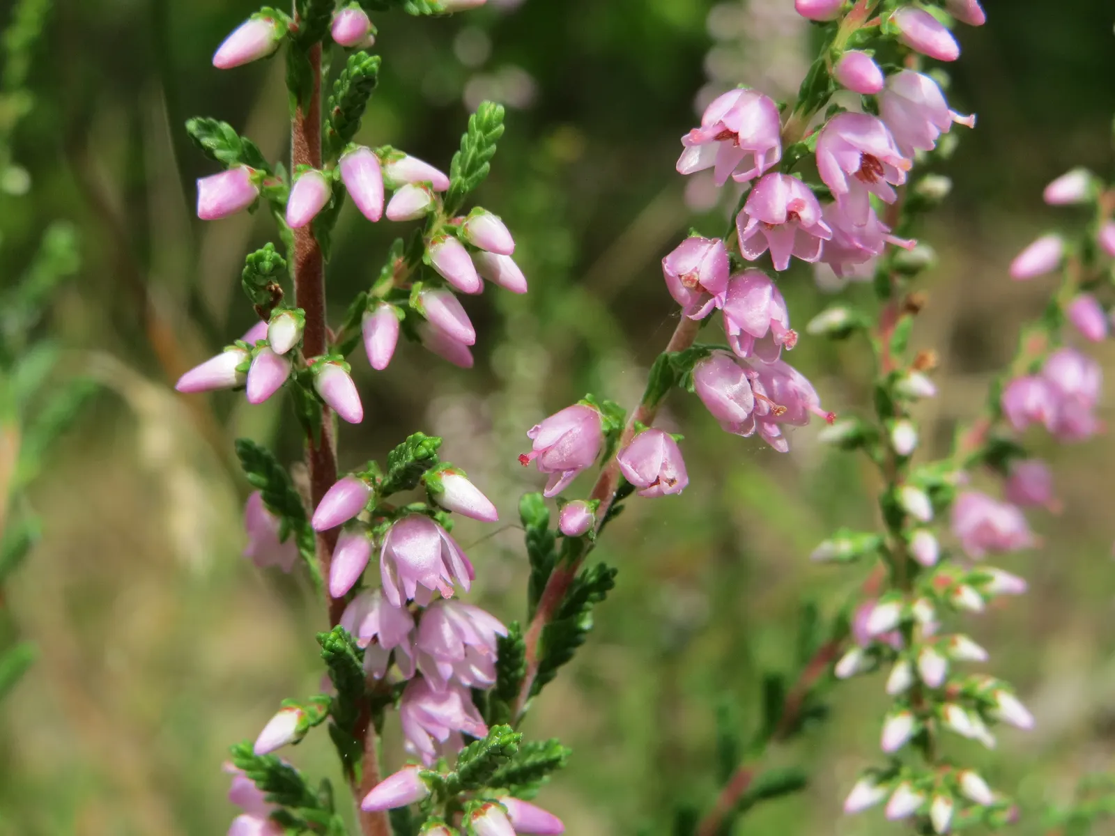 Heather (Erica Canaliculata) — These blossoms are not only a visual delight but also a boon for pollinators like bees and butterflies; contributing, image 66
