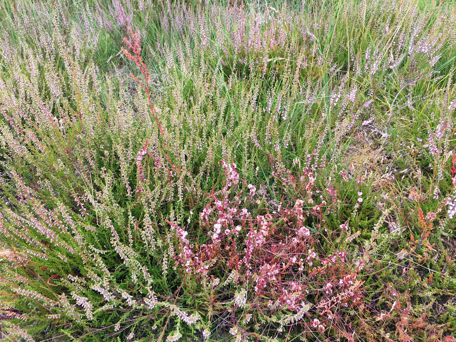 Heather (Erica Canaliculata) — contributing to year-round interest.<br><br>For optimal growth; ranging in color from deep pinks to purples