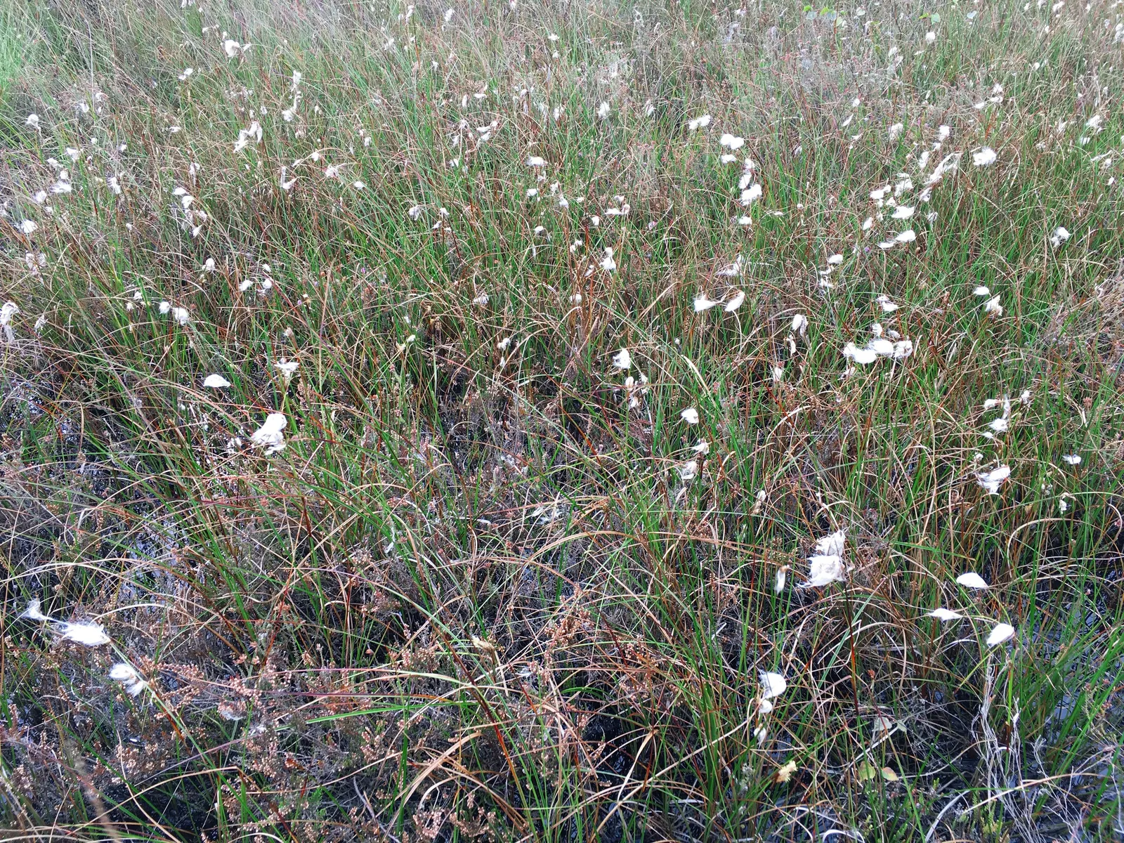 Heather (Erica Canaliculata) — exhibits good drought tolerance; zones 7-9 are suitable for this resilient plant