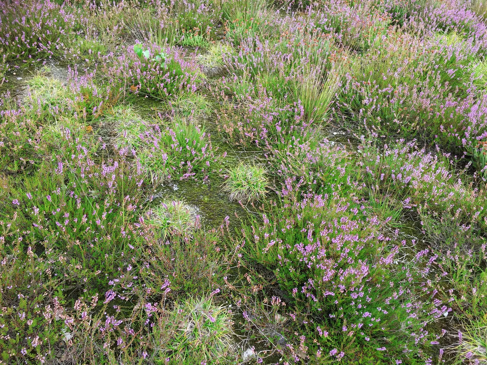 Heather (Erica Canaliculata) — place this heather in a site with full sun to partial shade; it flourishes in well-draining acidic soil and once established