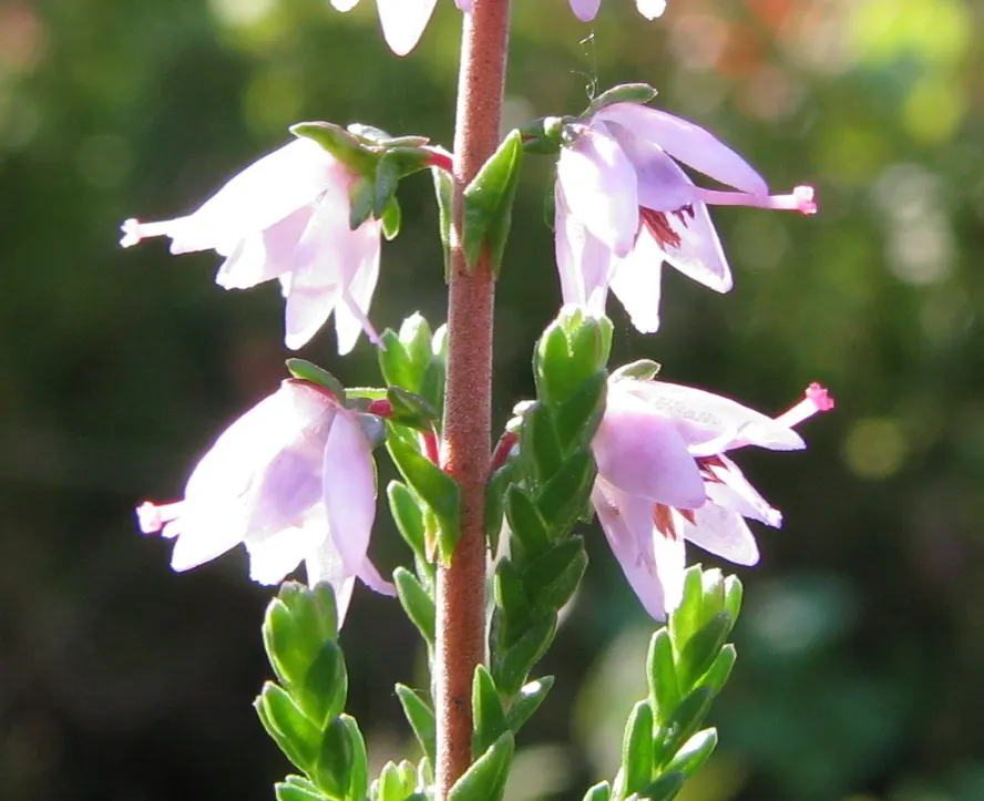 Heather (Erica Canaliculata) — which can be an advantage in drier climates; these blossoms are not only a visual delight but also a boon for, image 73