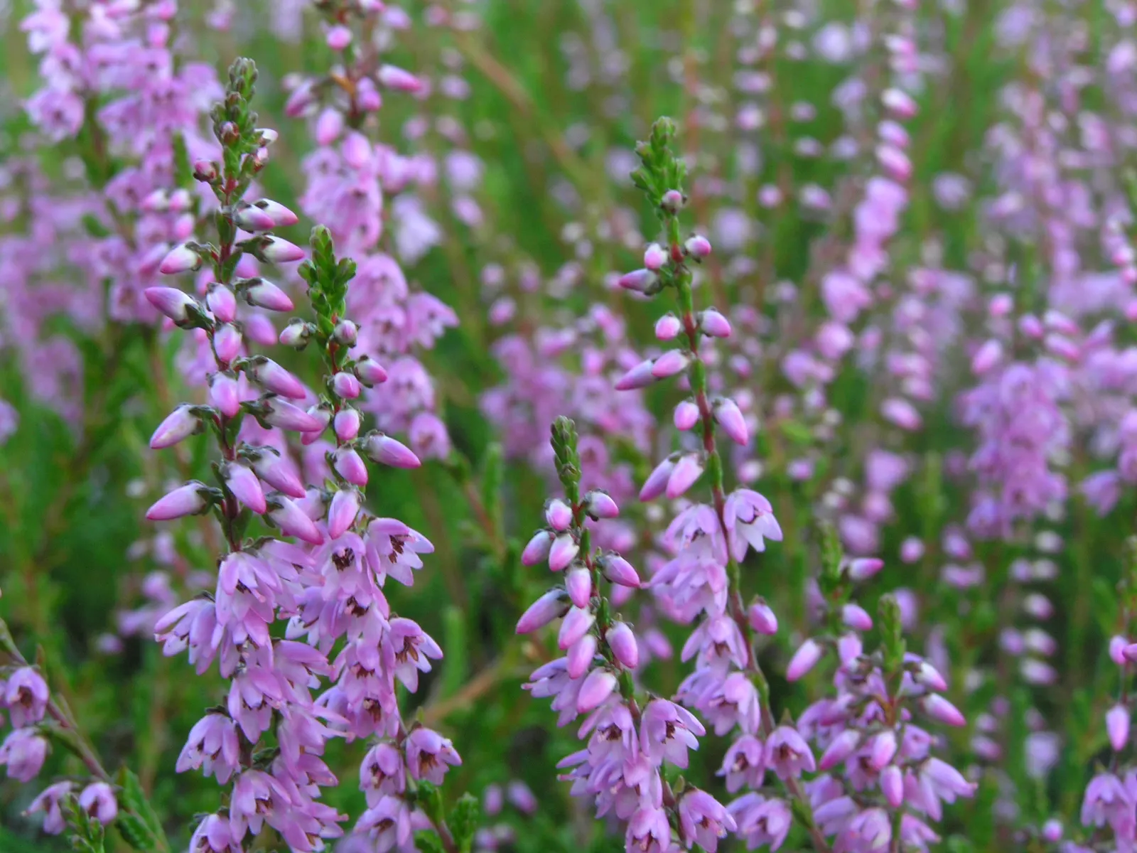 Heather (Erica Canaliculata) — Its fine foliage presents a feathery appearance; making it a versatile mid-size specimen for borders, image 80