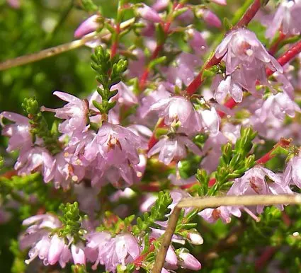 Heather (Erica Canaliculata) — These blossoms are not only a visual delight but also a boon for pollinators like bees and butterflies; contributing to