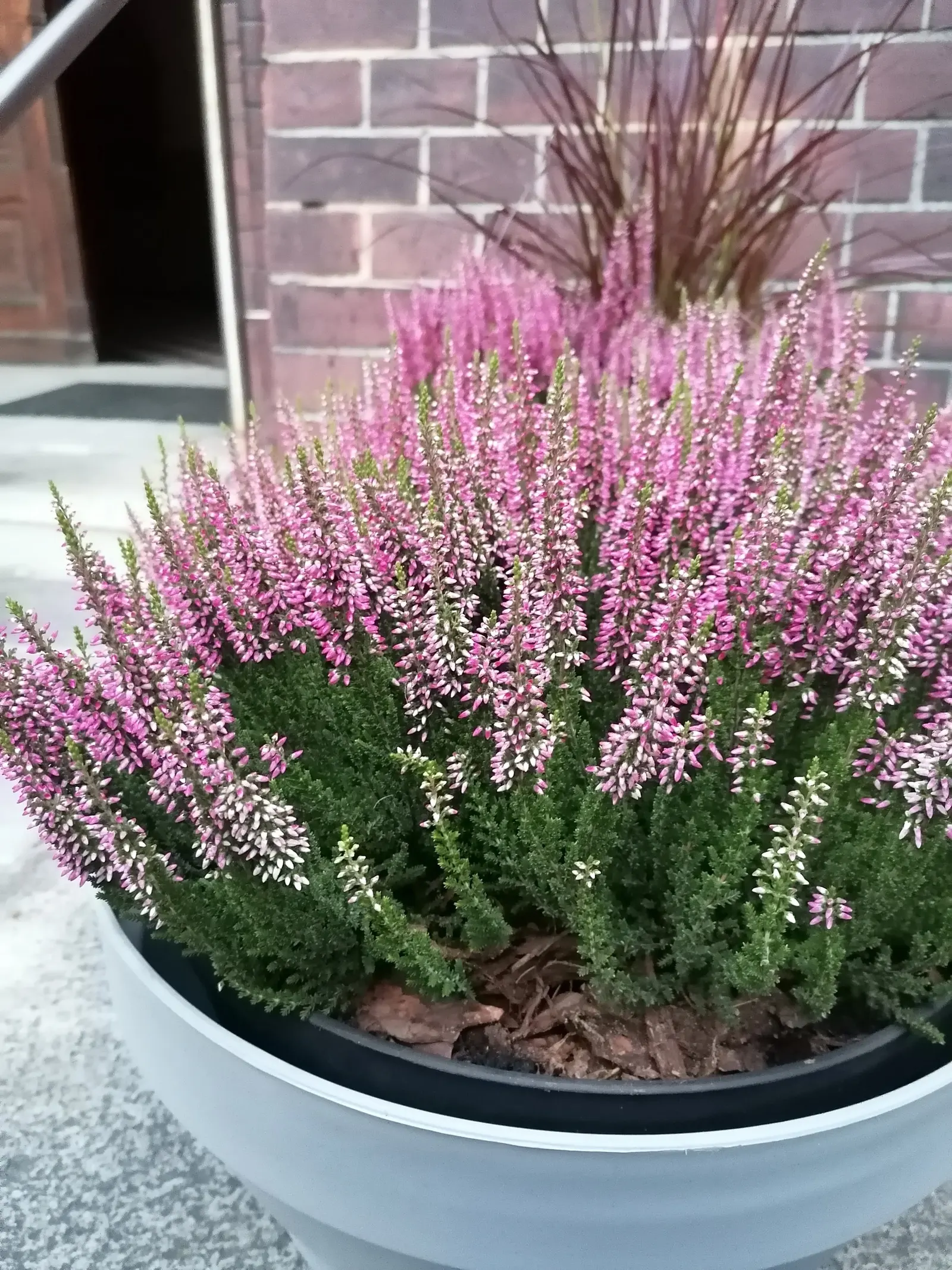 Heather (Erica Canaliculata) — well-drained soil and full to partial sun exposure; hardy and low-maintenance, it's ideal for mass plantings and, image 57