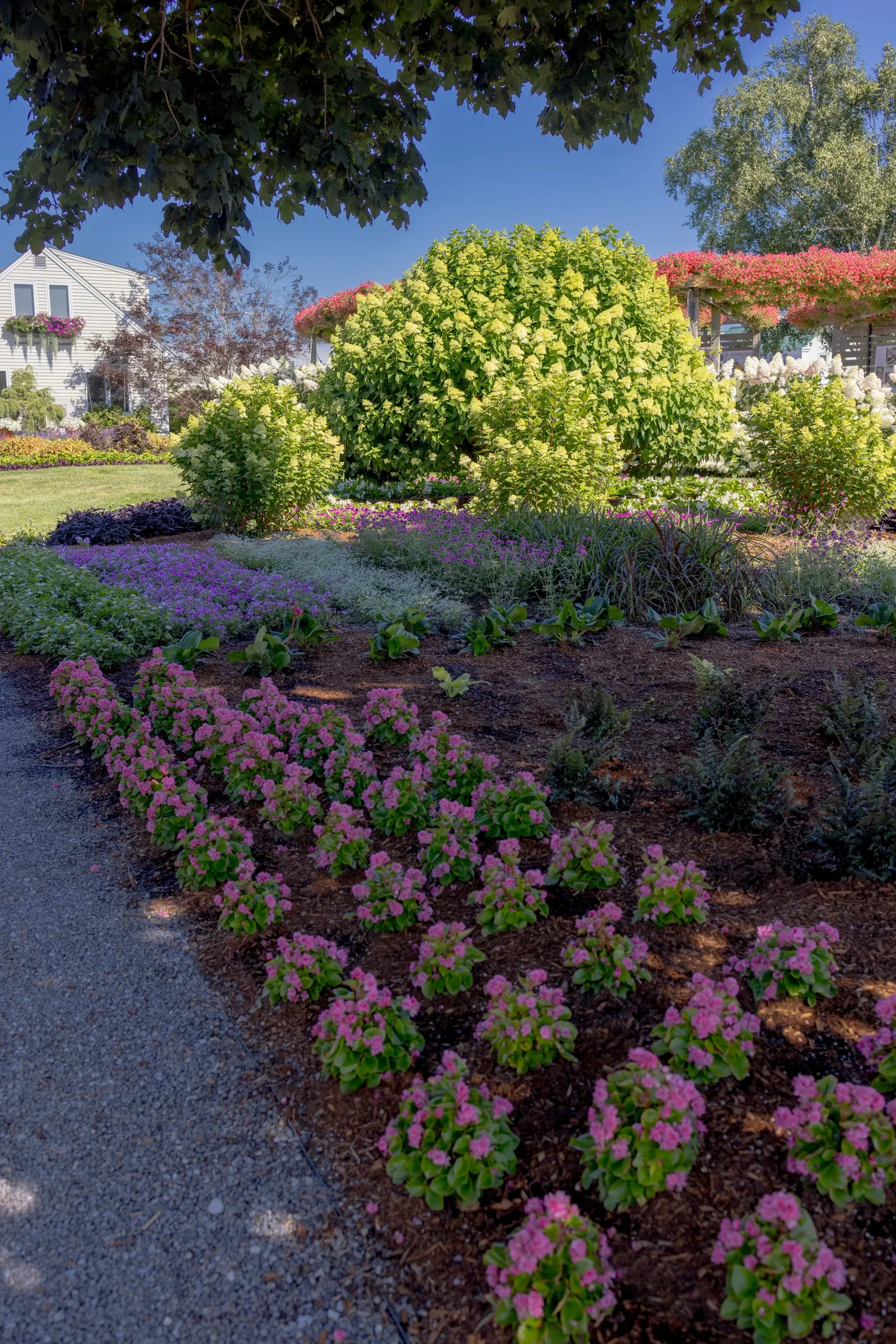 Marshmallow™ Bidens — daisy-like flowers and golden centers above green foliage