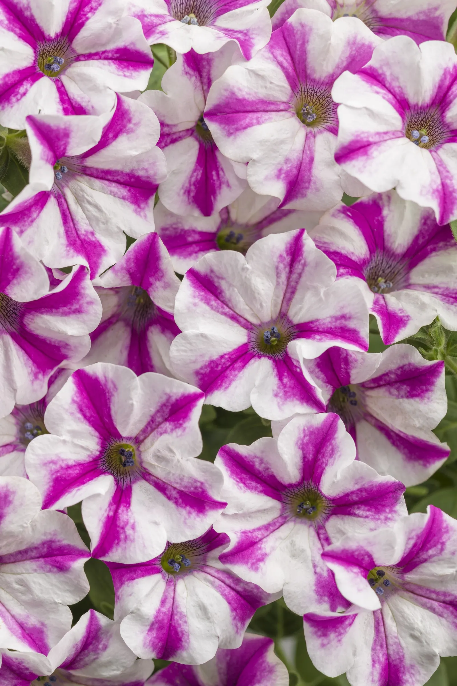 Lovie Dovie™ Petunia — well-drained soil and provide average