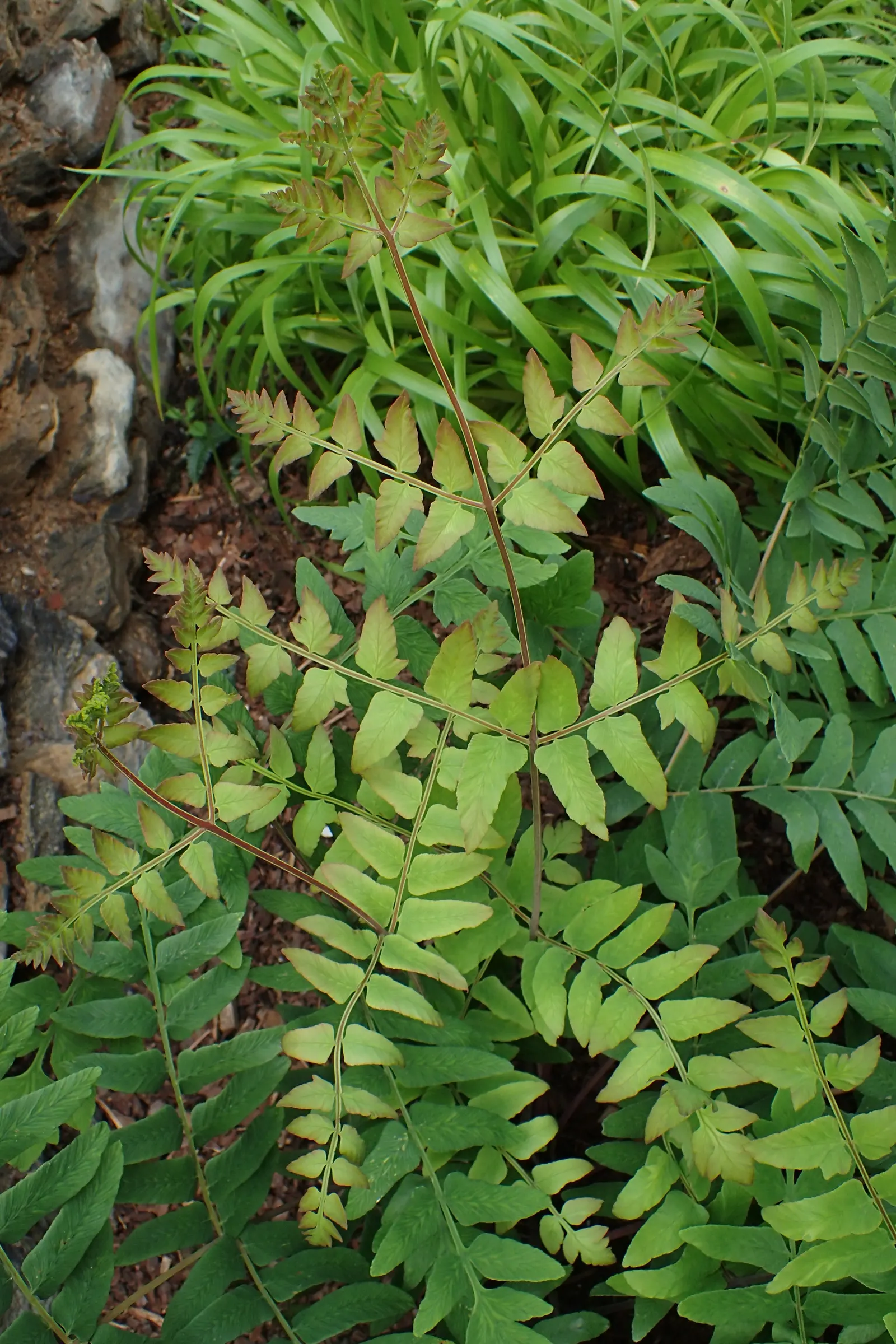 Royal Fern (Osmunda Regalis) — the Royal Fern is an ideal choice for clients seeking to enrich their landscape with lush; the Royal Fern, Osmunda, image 70