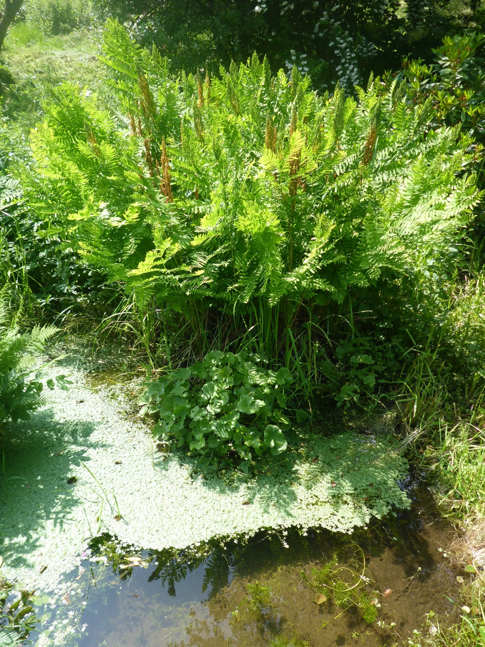 Royal Fern (Osmunda Regalis) — distinct with their tassel-like; is a remarkable and stately fern species that exudes an aura of elegance and, image 45