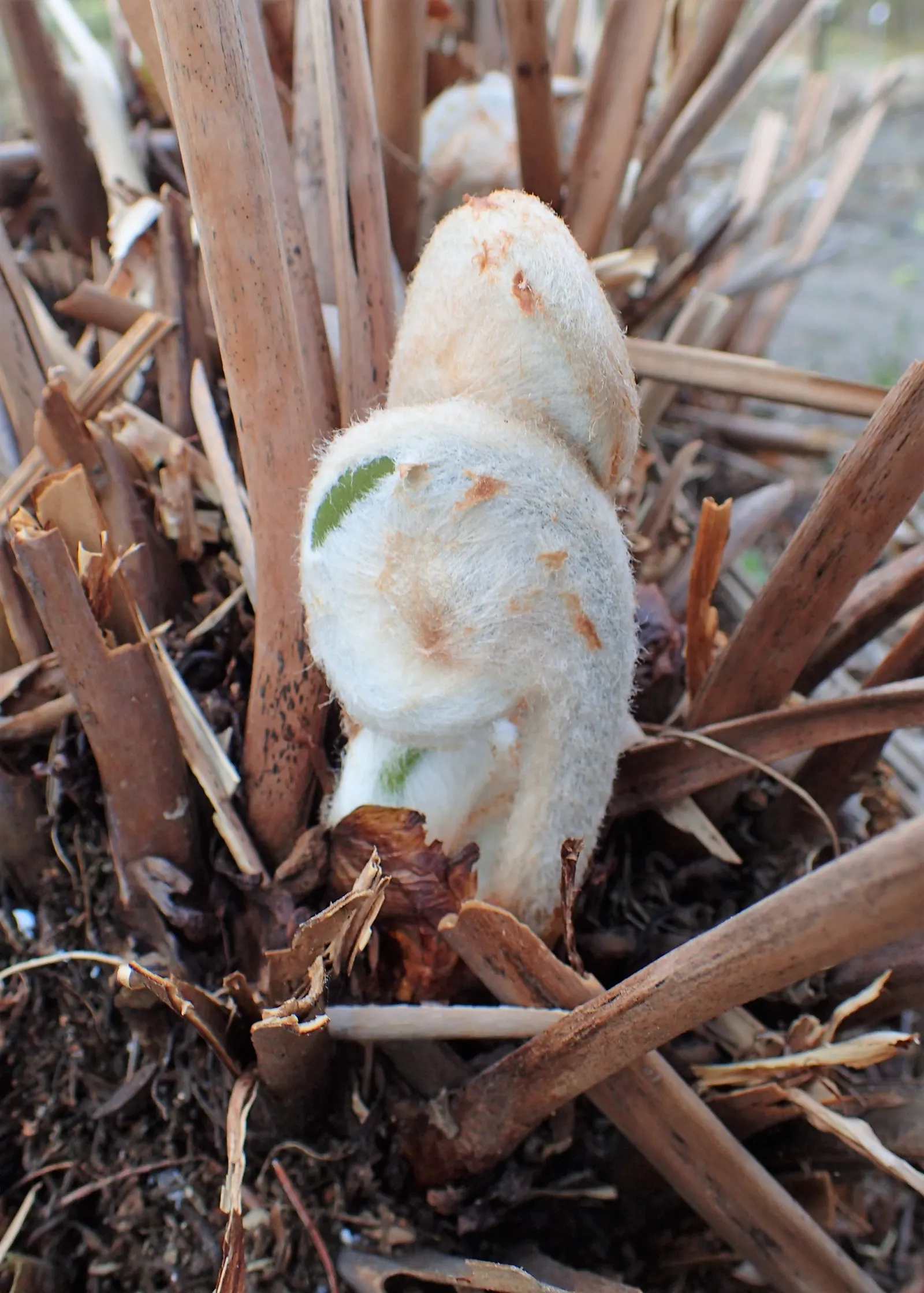 Royal Fern (Osmunda Regalis) — the Royal Fern is an ideal choice for clients seeking to enrich their landscape with lush; the Royal Fern, Osmunda regalis