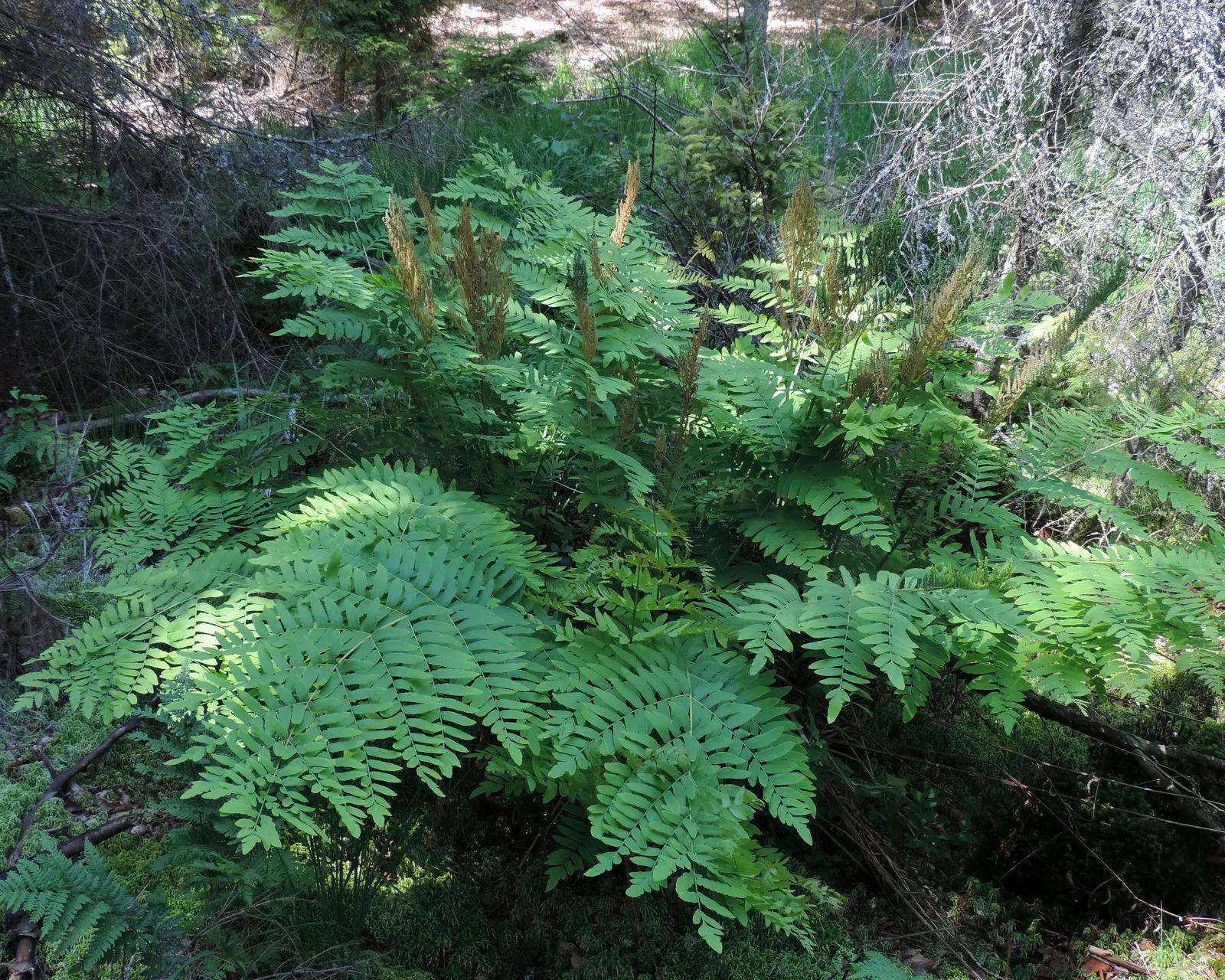 Royal Fern (Osmunda Regalis) — is a remarkable and stately fern species that exudes an aura of elegance and grandeur in any landscape design; the fern favors