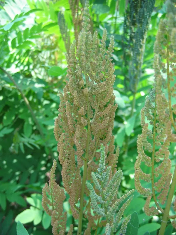 Royal Fern (Osmunda Regalis) — This regal fern can attain a height of 2 to 3 feet and a spread of 2 to 3 feet; rusty-brown spore-bearing pinnae, image 97