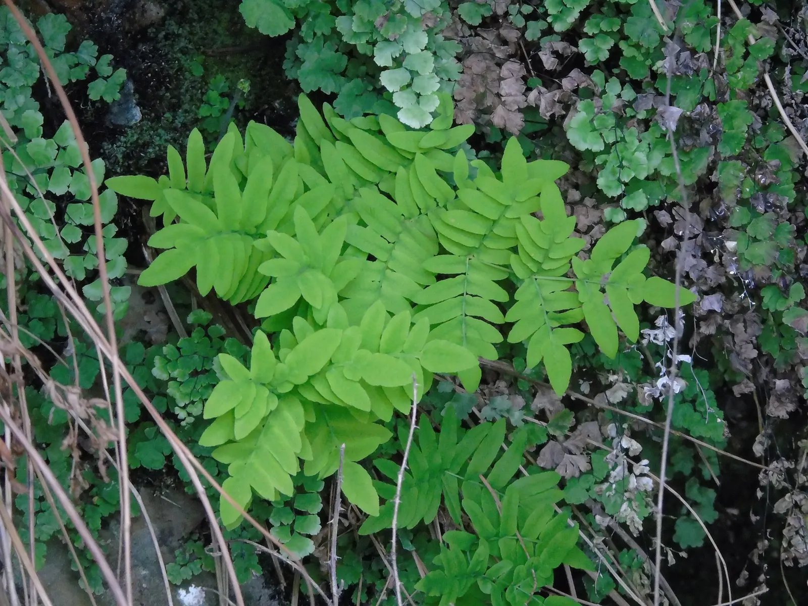 Royal Fern (Osmunda Regalis) — making it a perfect addition for woodland gardens or alongside streams where the soil remains damp; the Royal Fern, image 103