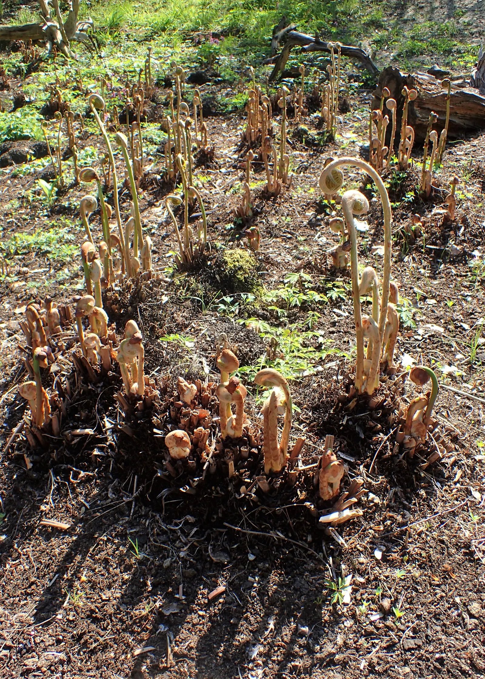 Royal Fern (Osmunda Regalis) — fern for deep shade or shade; with no serious pest or disease issues to be concerned about