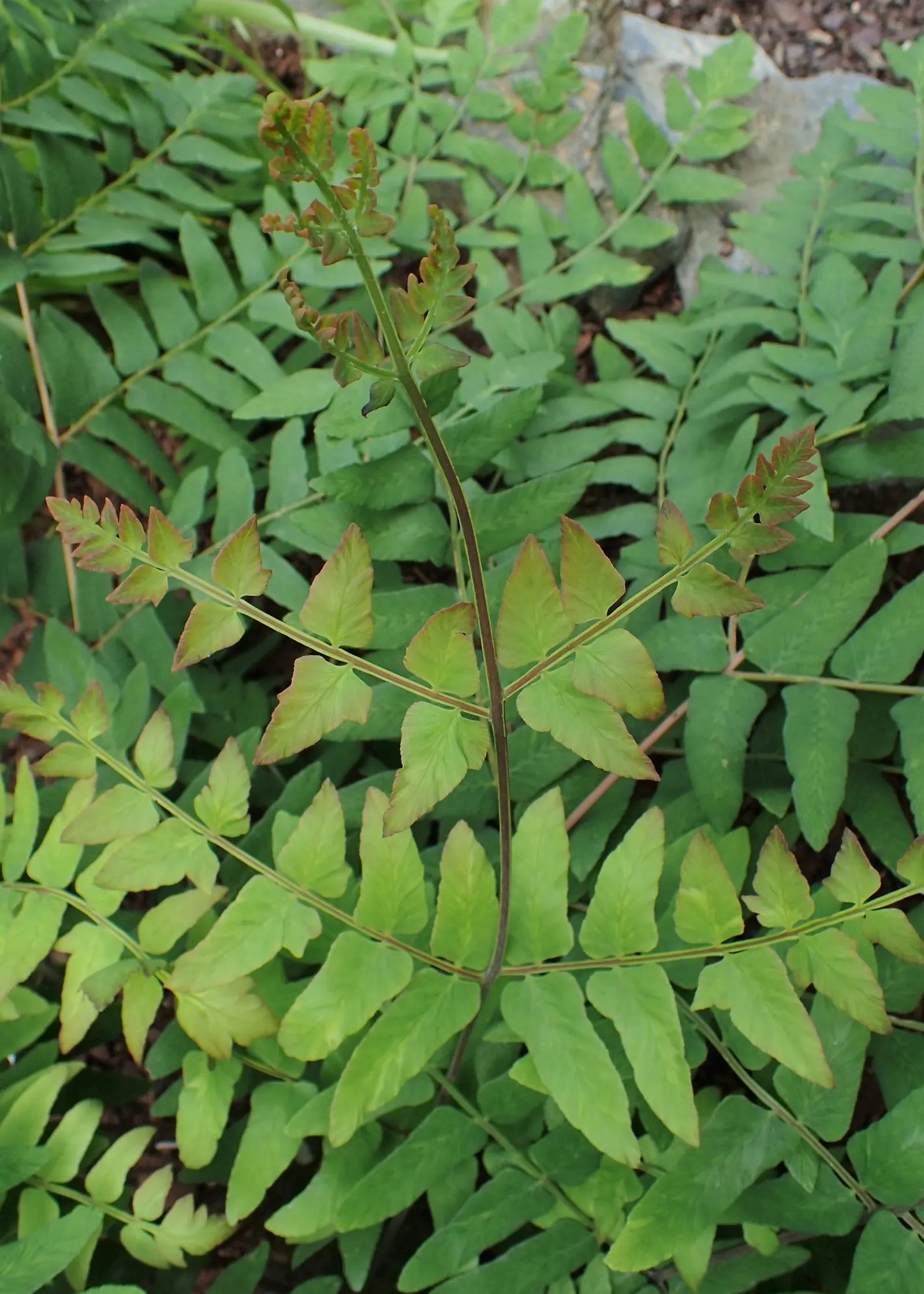 Royal Fern (Osmunda Regalis) — The Royal Fern, Osmunda regalis, renowned for its majestic appearance, thrives in damp, shaded areas; its striking, image 55