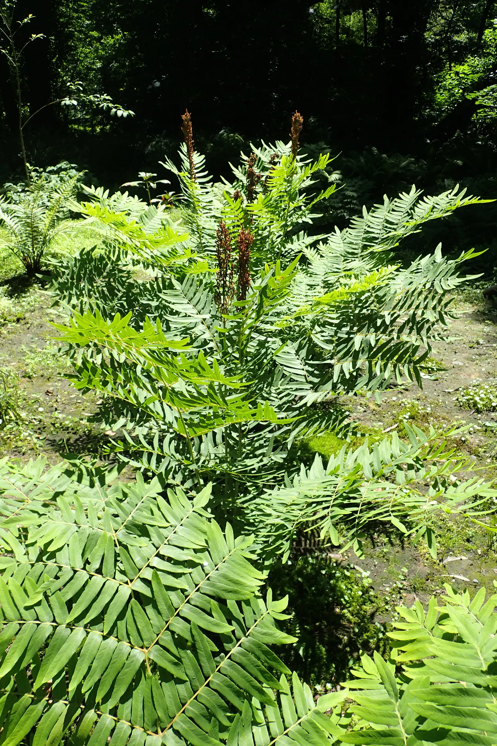 Royal Fern (Osmunda Regalis) — The fern favors acidic soils and requires moderate maintenance; fern for deep shade or shade, image 75