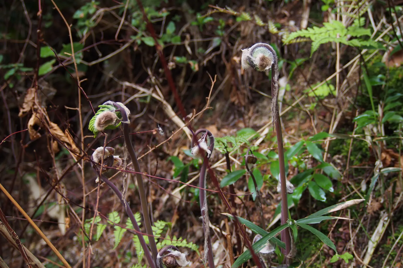 Royal Fern (Osmunda Regalis) — fern for deep shade or shade; with no serious pest or disease issues to be concerned about, image 54