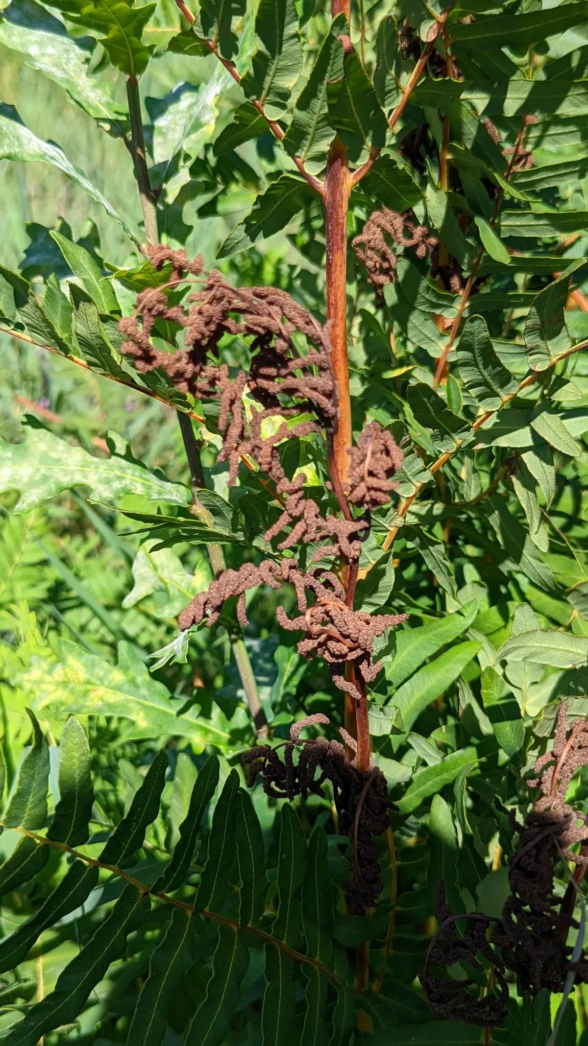 Royal Fern (Osmunda Regalis) — It flourishes in dappled shade to full shade conditions; distinct with their tassel-like