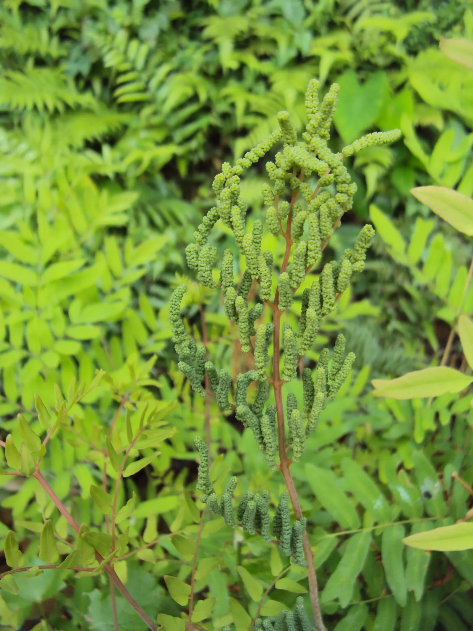 Royal Fern (Osmunda Regalis) — The fern favors acidic soils and requires moderate maintenance; fern for deep shade or shade, image 57