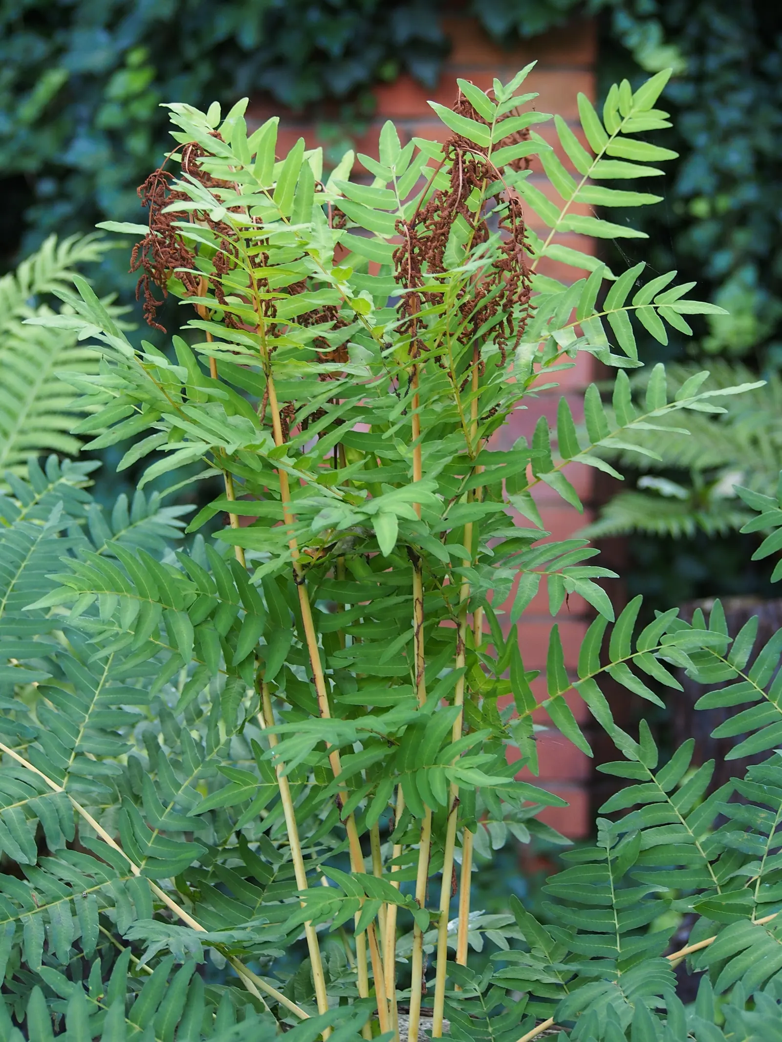Royal Fern (Osmunda Regalis) — It reaches a height of 2-3 feet with fronds unrolling to 5-6 feet; preferring consistently moist