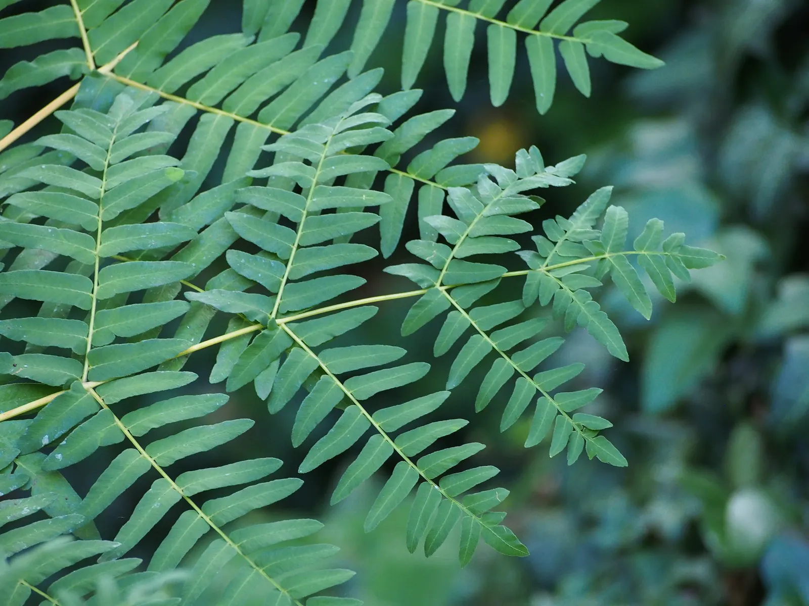 Royal Fern (Osmunda Regalis) — The Royal Fern, Osmunda regalis, renowned for its majestic appearance, thrives in damp, shaded areas; its striking, image 91