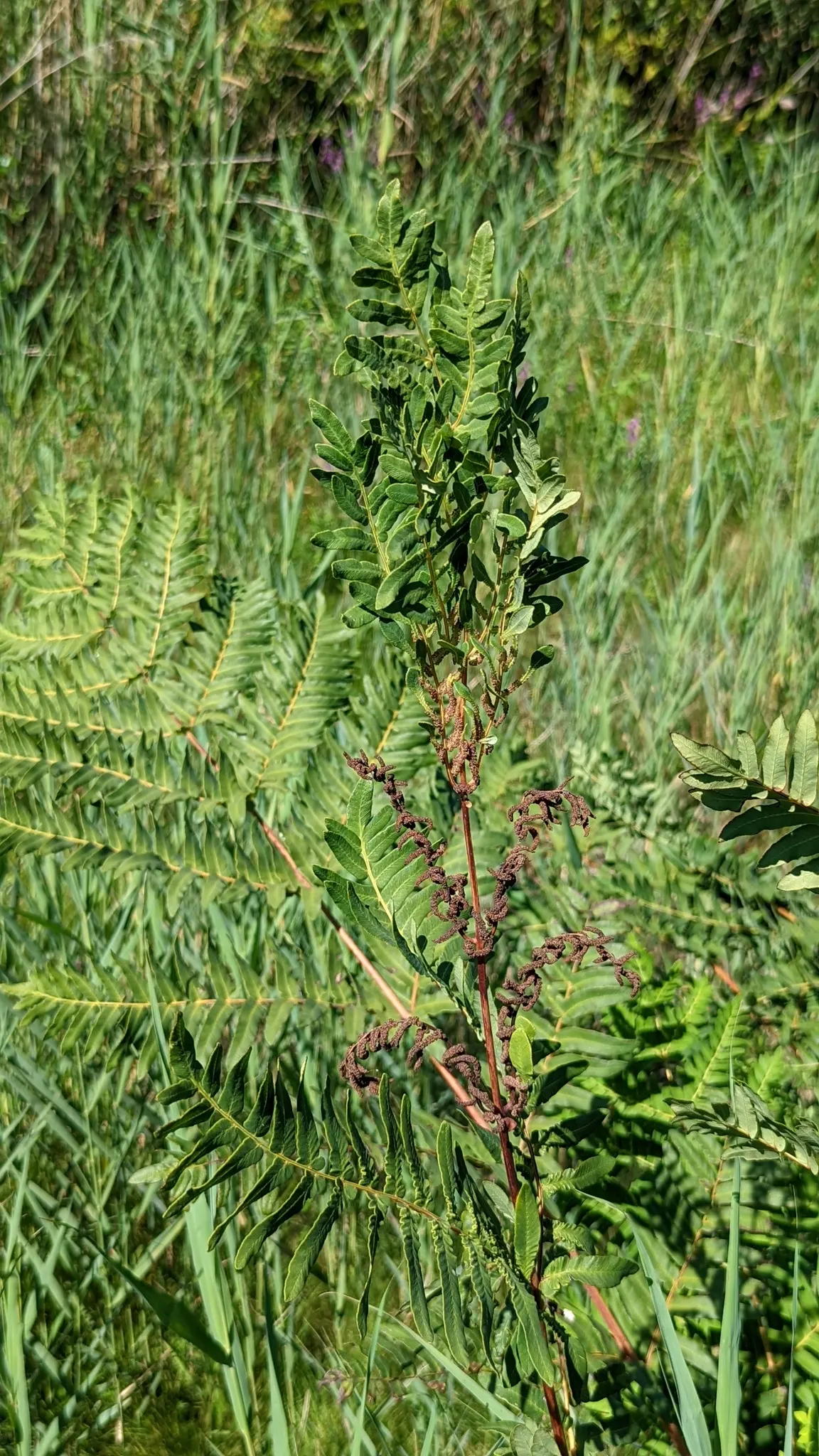 Royal Fern (Osmunda Regalis) — Ideal for woodland gardens, it adds a regal touch to shade gardens and naturalized areas