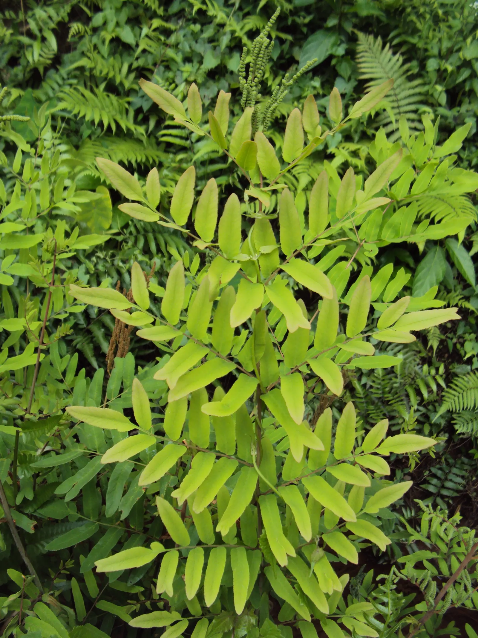 Royal Fern (Osmunda Regalis) — distinct with their tassel-like