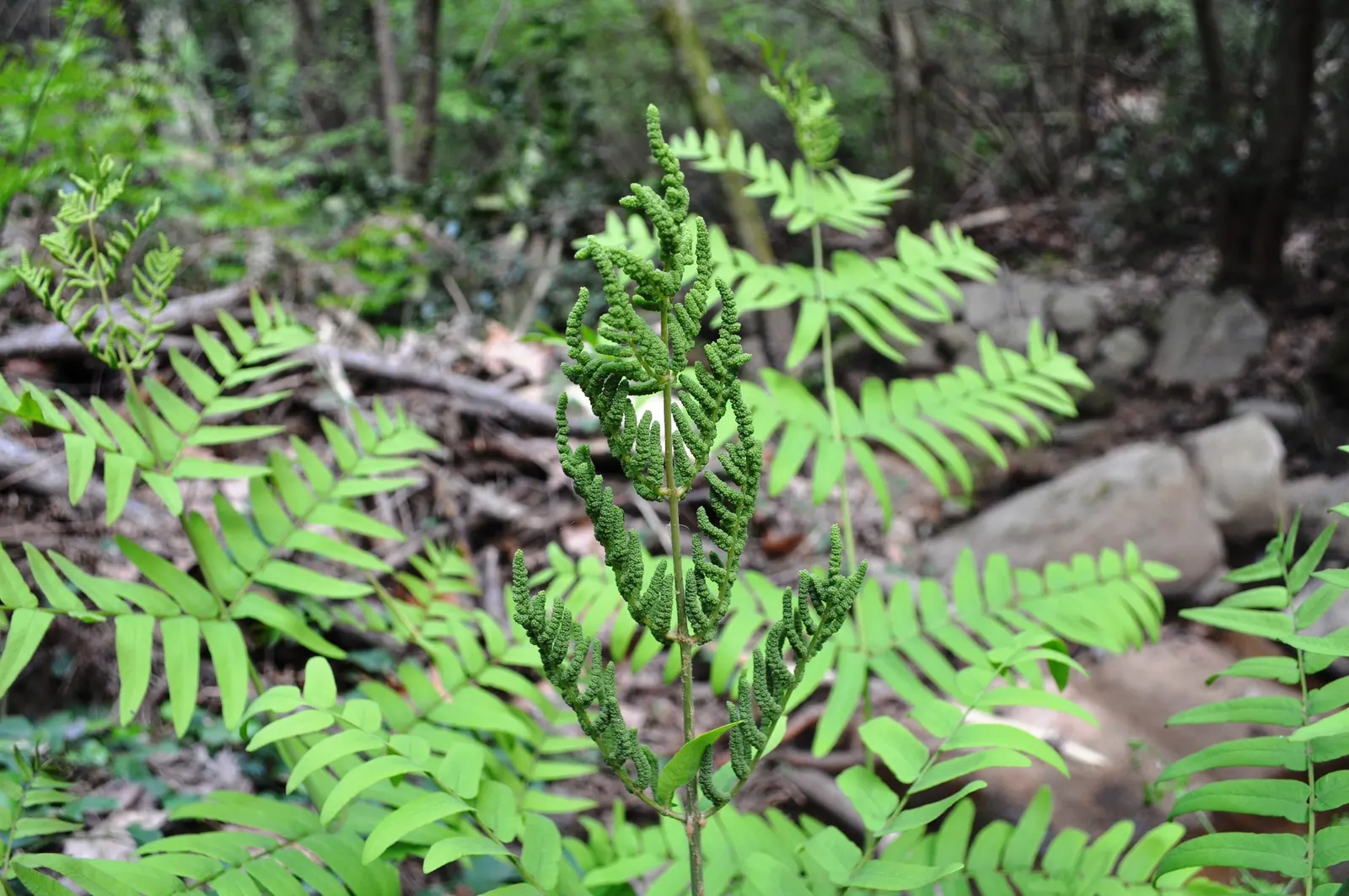Royal Fern (Osmunda Regalis) — Its striking, bright green fronds turn golden in fall, providing a year-round visual interest; this regal fern can attain a