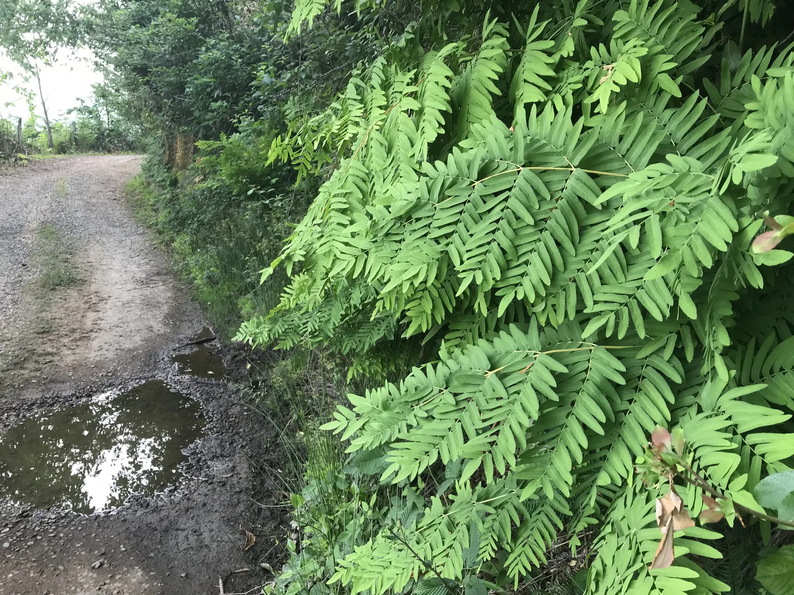 Royal Fern (Osmunda Regalis) — preferring consistently moist; it reaches a height of 2-3 feet with fronds unrolling to 5-6 feet, image 65