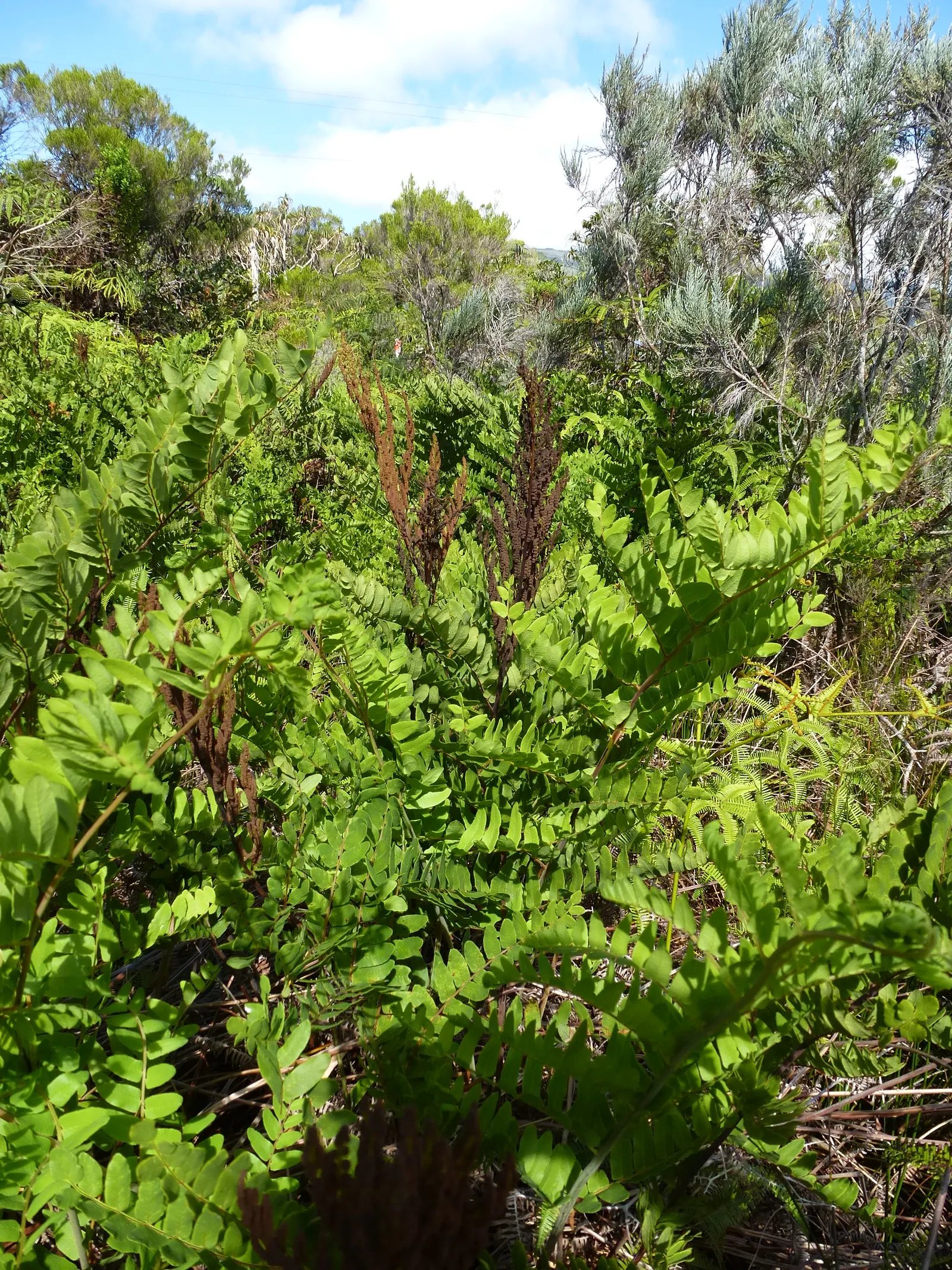 Royal Fern (Osmunda Regalis) — It reaches a height of 2-3 feet with fronds unrolling to 5-6 feet; preferring consistently moist, image 38