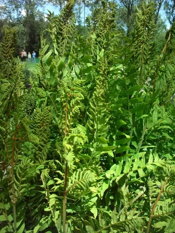 Royal Fern (Osmunda Regalis) — making it a perfect addition for woodland gardens or alongside streams where the soil remains damp; the Royal Fern, image 49