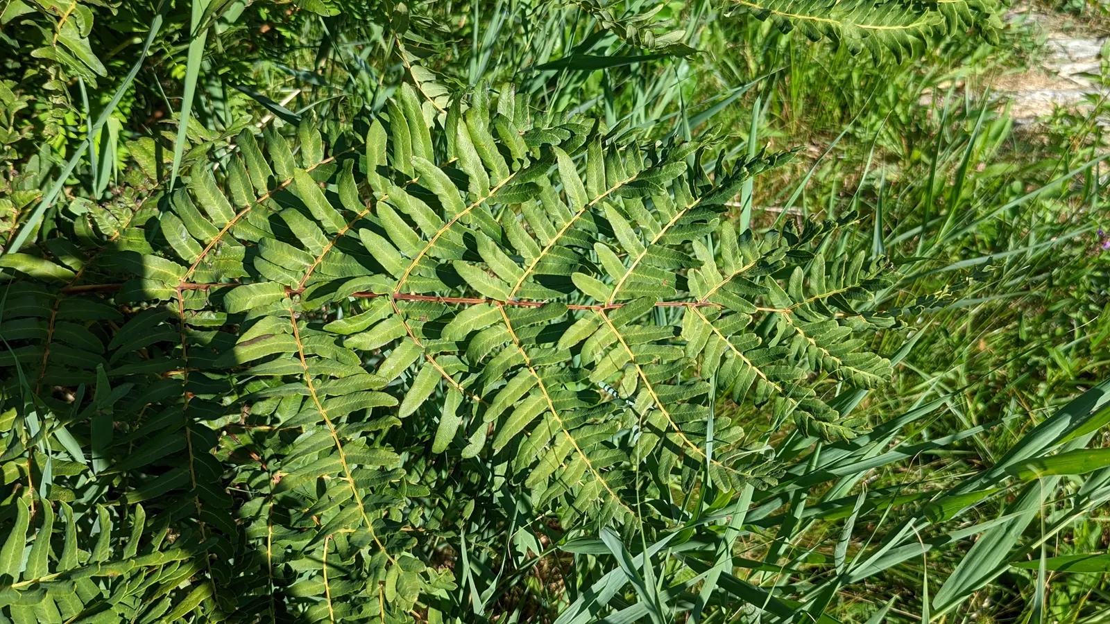 Royal Fern (Osmunda Regalis) — It flourishes in dappled shade to full shade conditions