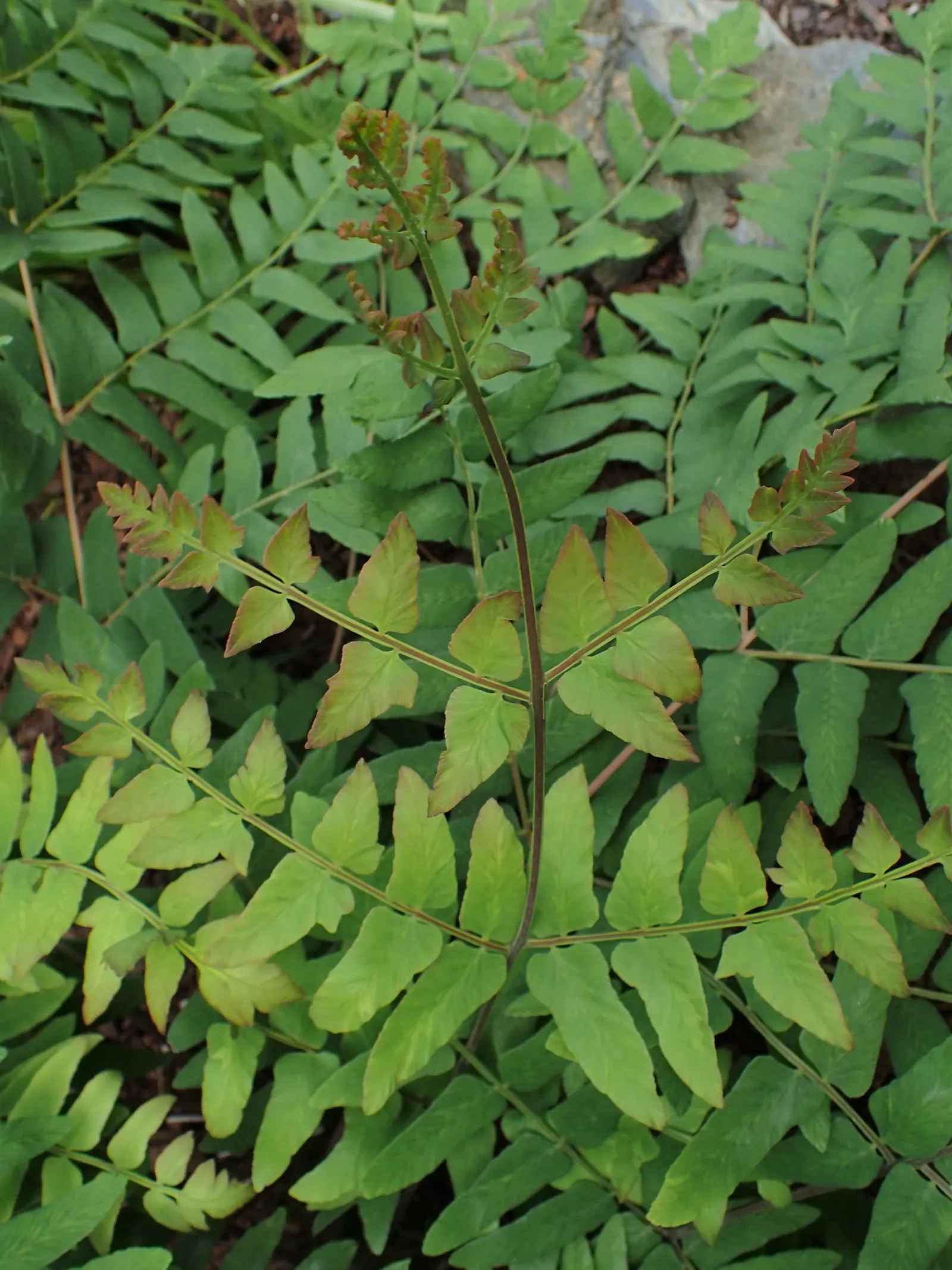 Royal Fern (Osmunda Regalis) — ancient greenery that has adorned the earth for millions of years; which unfurl in a bright chartreuse hue before, image 71