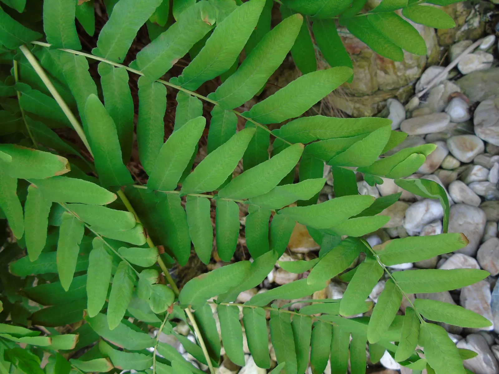 Royal Fern (Osmunda Regalis) — with no serious pest or disease issues to be concerned about