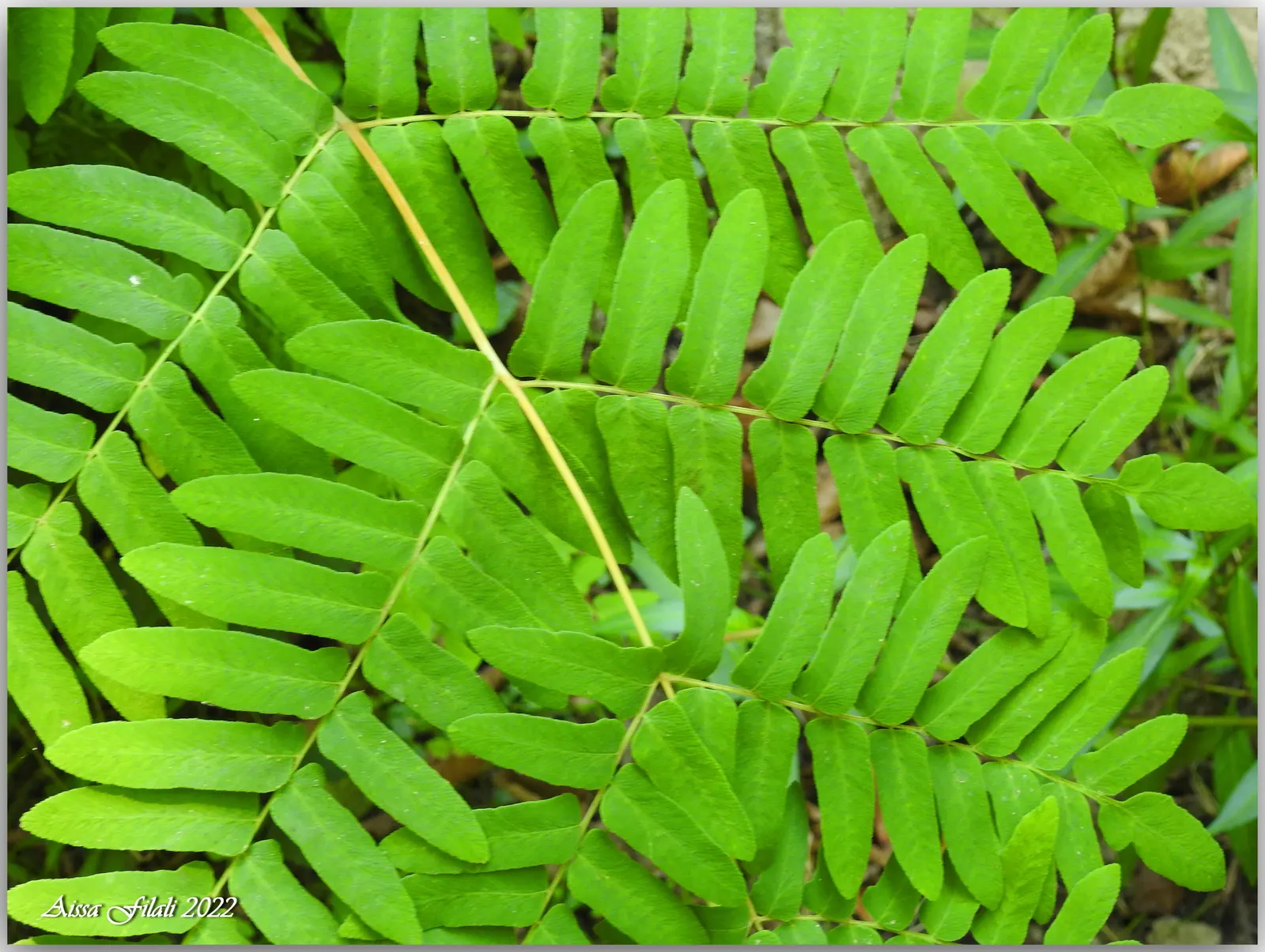 Royal Fern (Osmunda Regalis) — Its striking, bright green fronds turn golden in fall, providing a year-round visual interest; this regal fern can, image 76