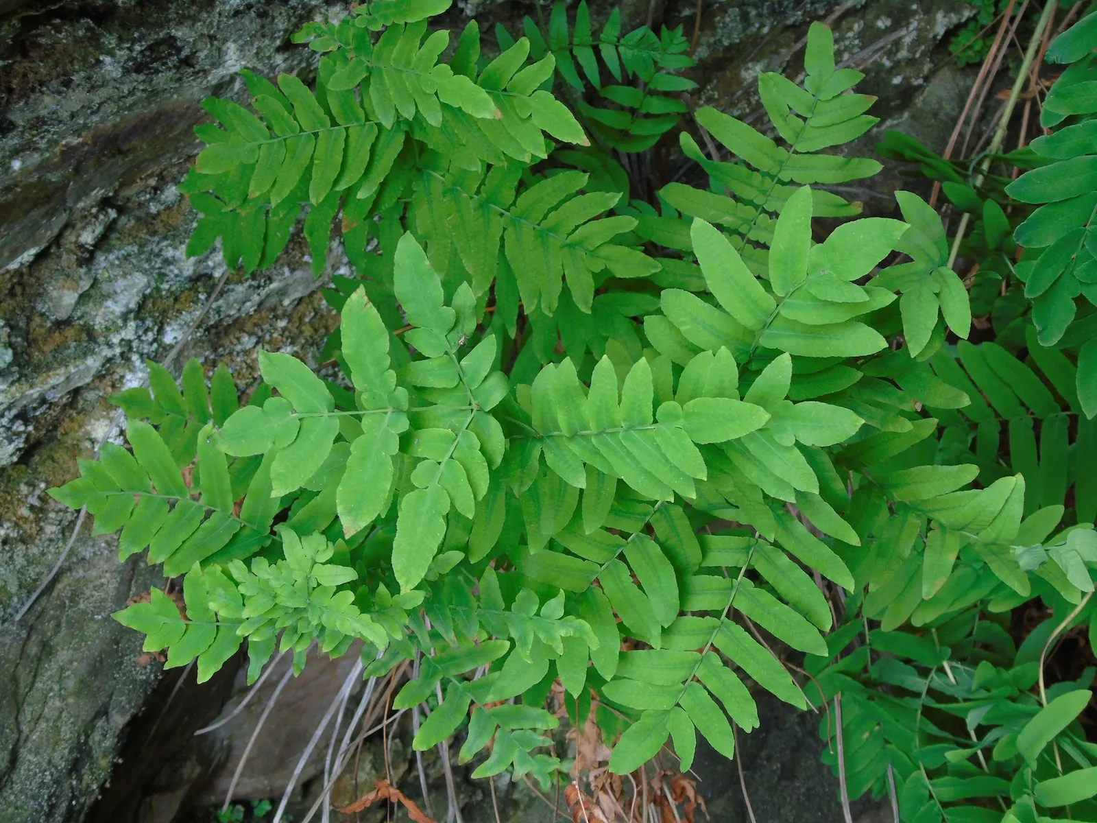 Royal Fern (Osmunda Regalis) — This regal fern can attain a height of 2 to 3 feet and a spread of 2 to 3 feet