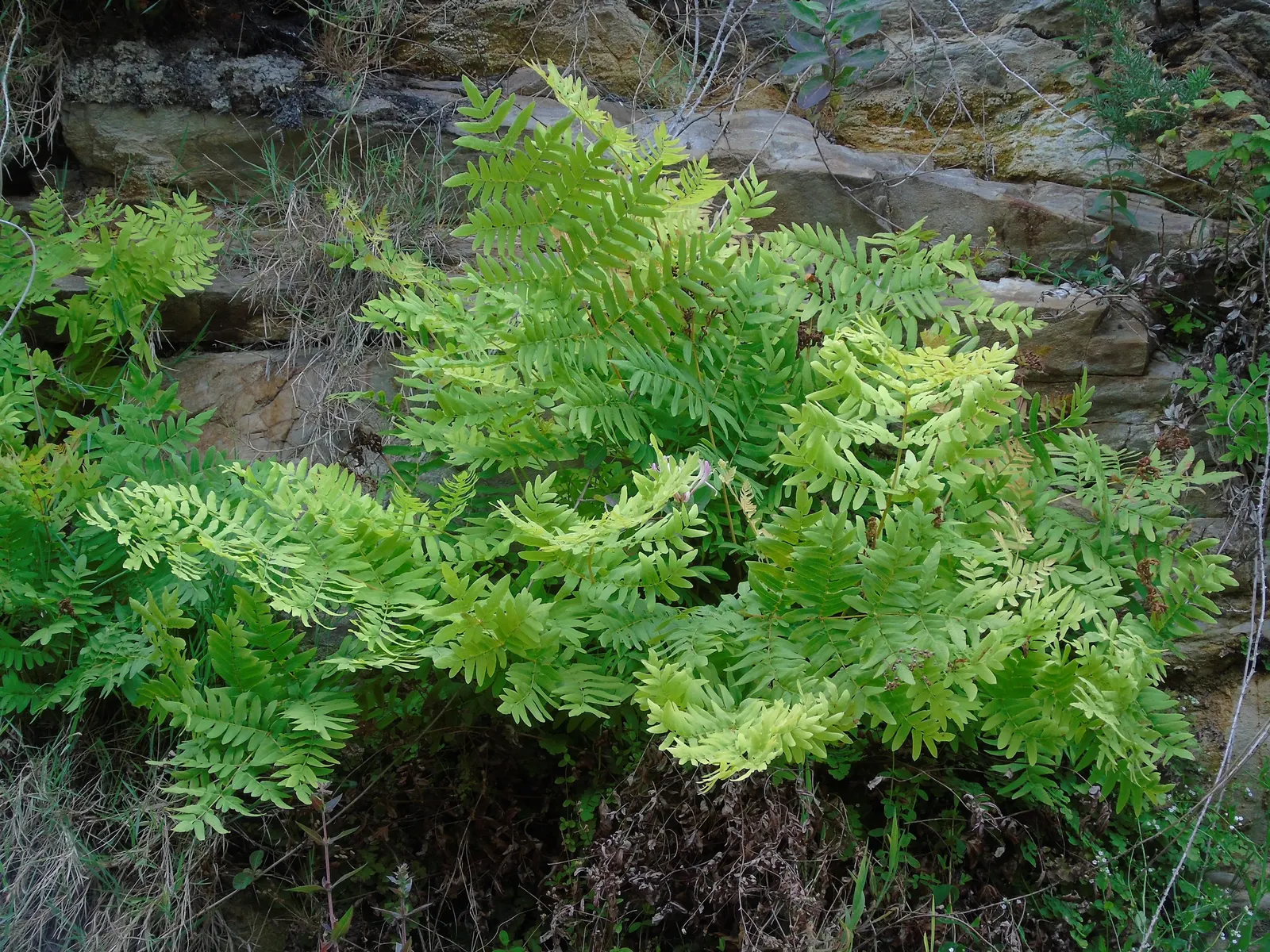 Royal Fern (Osmunda Regalis) — The fern favors acidic soils and requires moderate maintenance; fern for deep shade or shade, image 93