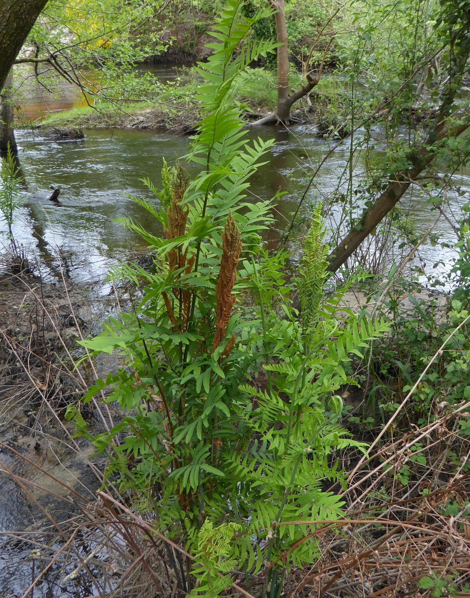 Royal Fern (Osmunda Regalis) — fern for deep shade or shade
