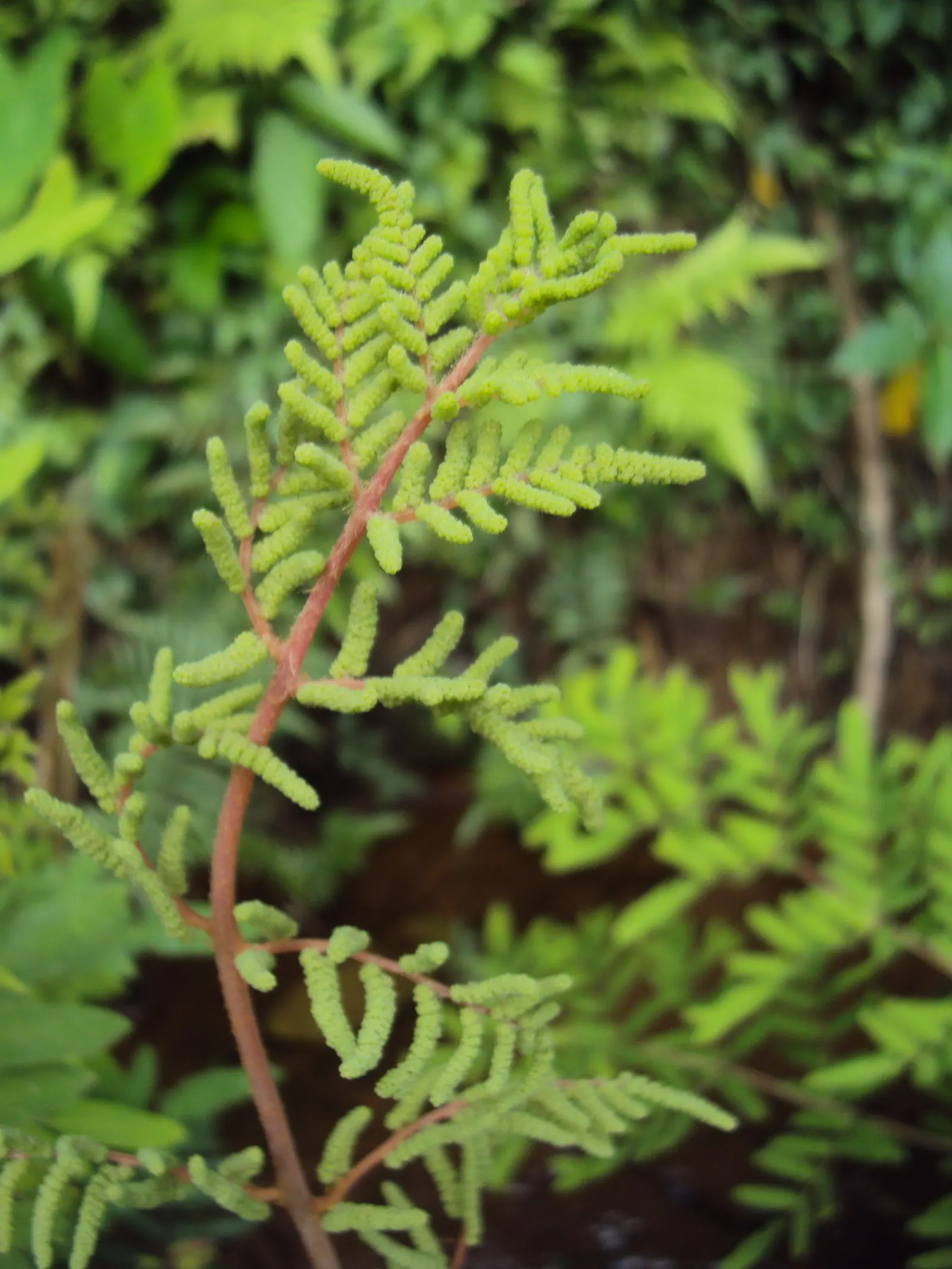 Royal Fern (Osmunda Regalis) — The Royal Fern, Osmunda regalis, renowned for its majestic appearance, thrives in damp, shaded areas; its striking, bright green
