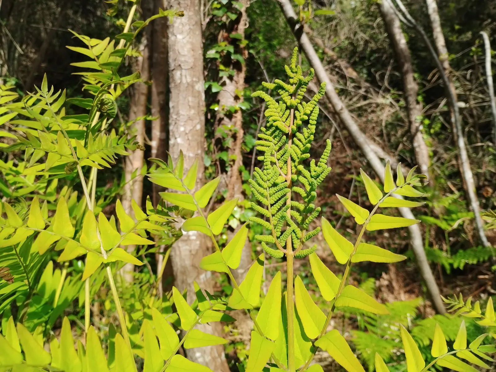 Royal Fern (Osmunda Regalis) — Ideal for woodland gardens, it adds a regal touch to shade gardens and naturalized areas; this fern requires minimal, image 41