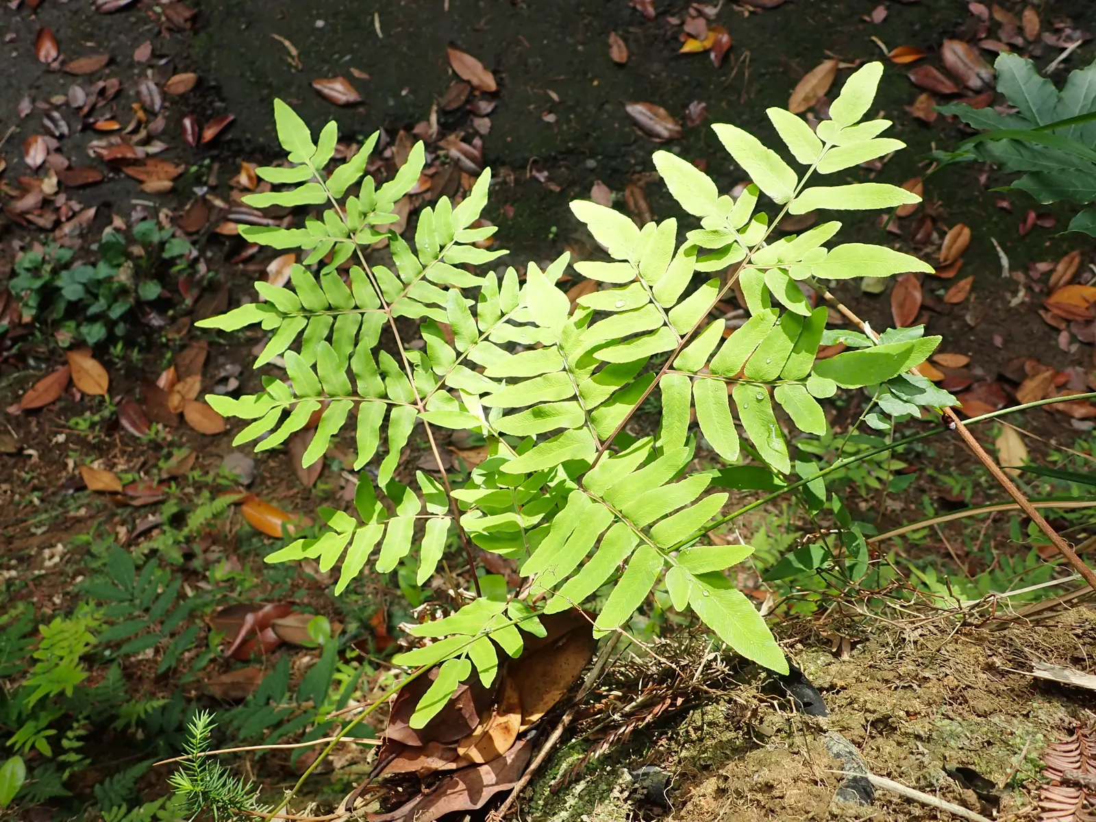 Royal Fern (Osmunda Regalis) — ancient greenery that has adorned the earth for millions of years; which unfurl in a bright chartreuse hue before, image 53