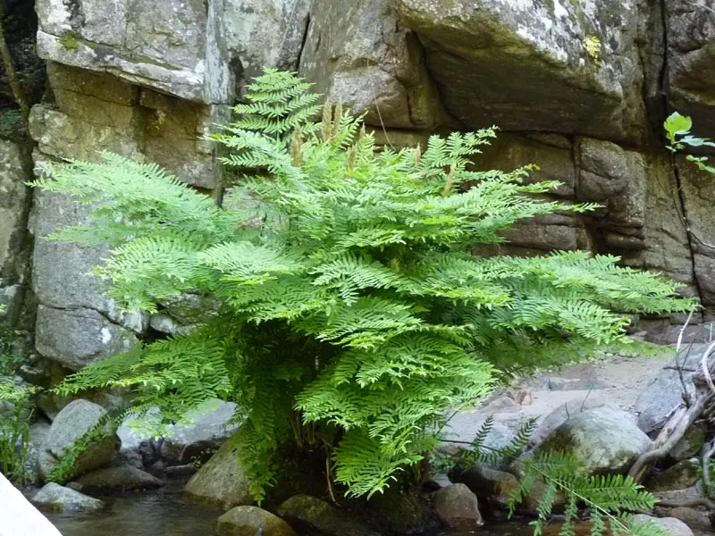 Royal Fern (Osmunda Regalis) — This fern requires minimal maintenance; ideal for woodland gardens, it adds a regal touch to shade gardens and, image 68