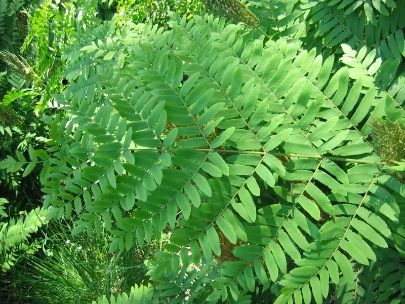 Royal Fern (Osmunda Regalis) — Ideal for woodland gardens, it adds a regal touch to shade gardens and naturalized areas; this fern requires minimal maintenance