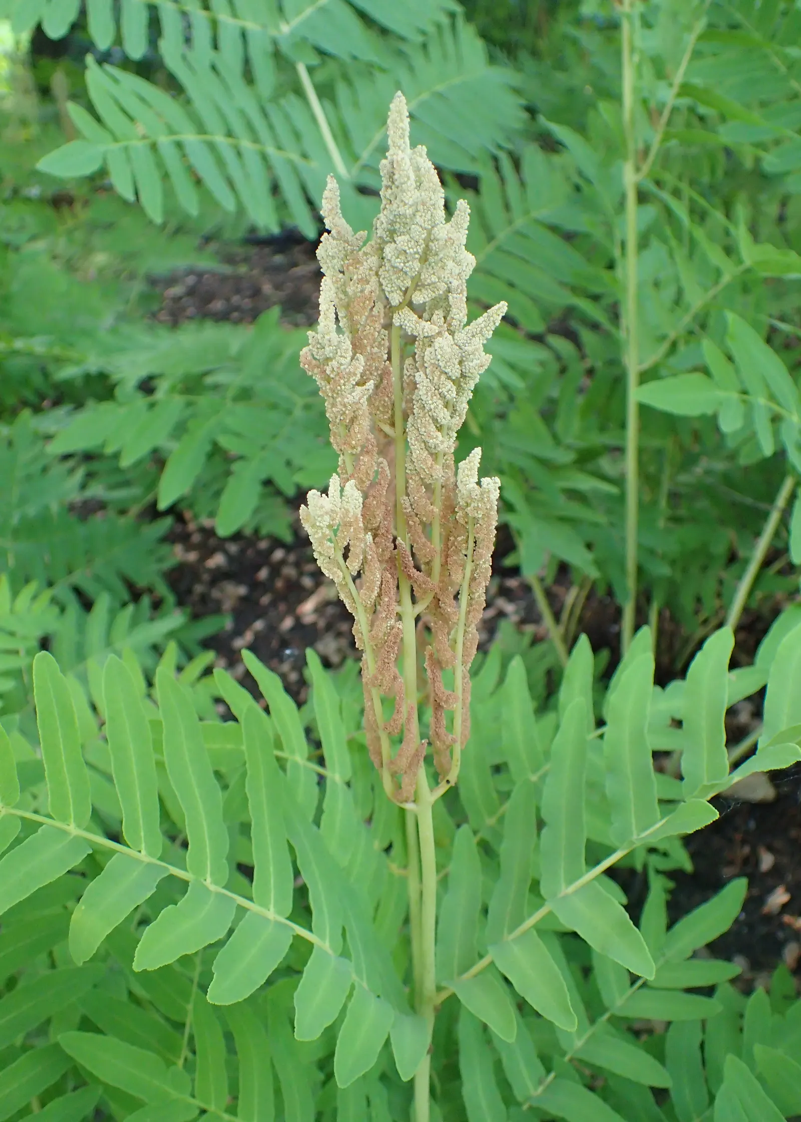 Royal Fern (Osmunda Regalis) — This fern requires minimal maintenance; ideal for woodland gardens, it adds a regal touch to shade gardens and, image 86