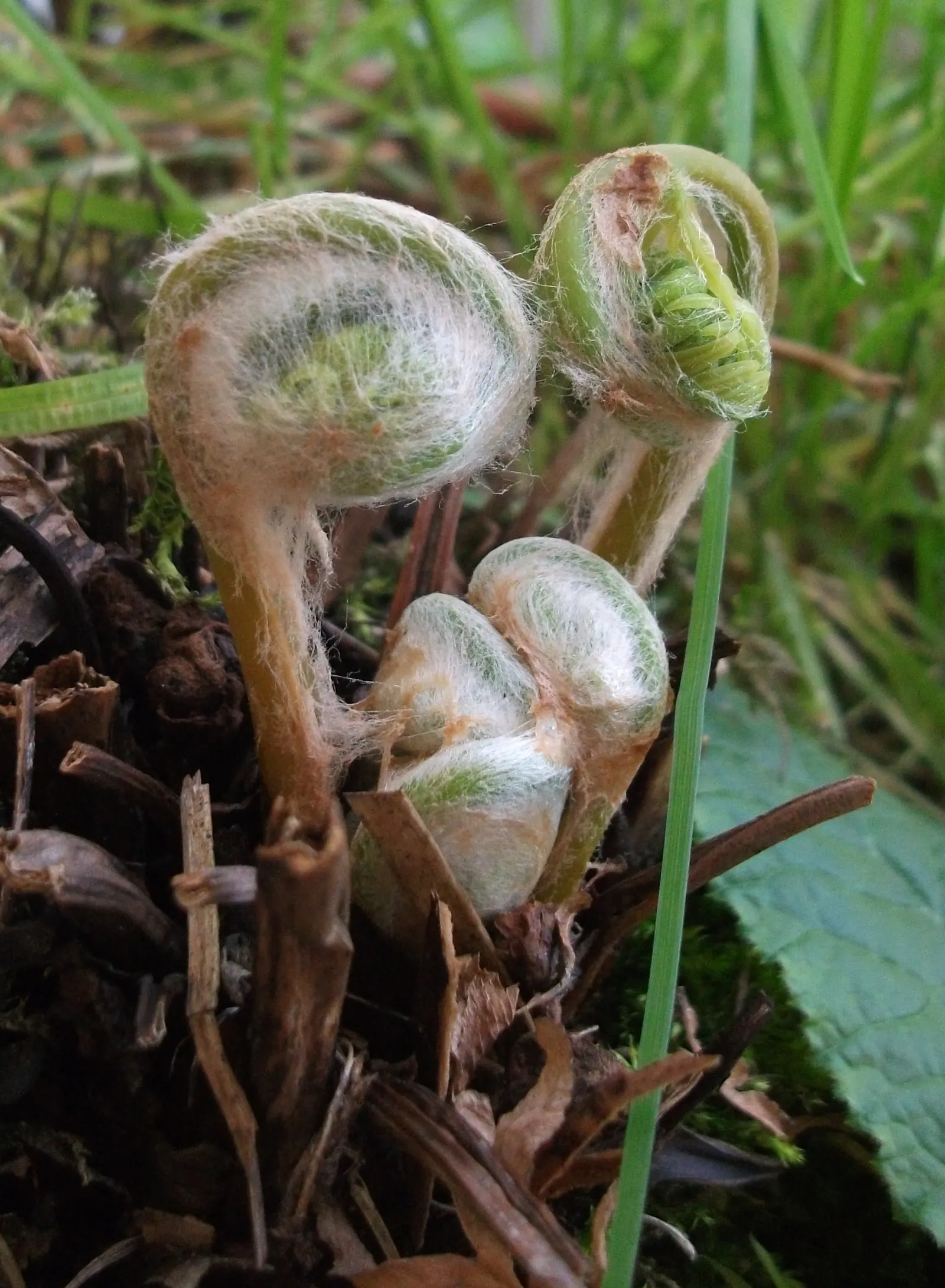 Royal Fern (Osmunda Regalis) — which unfurl in a bright chartreuse hue before maturing to a deep; ancient greenery that has adorned the earth for, image 44