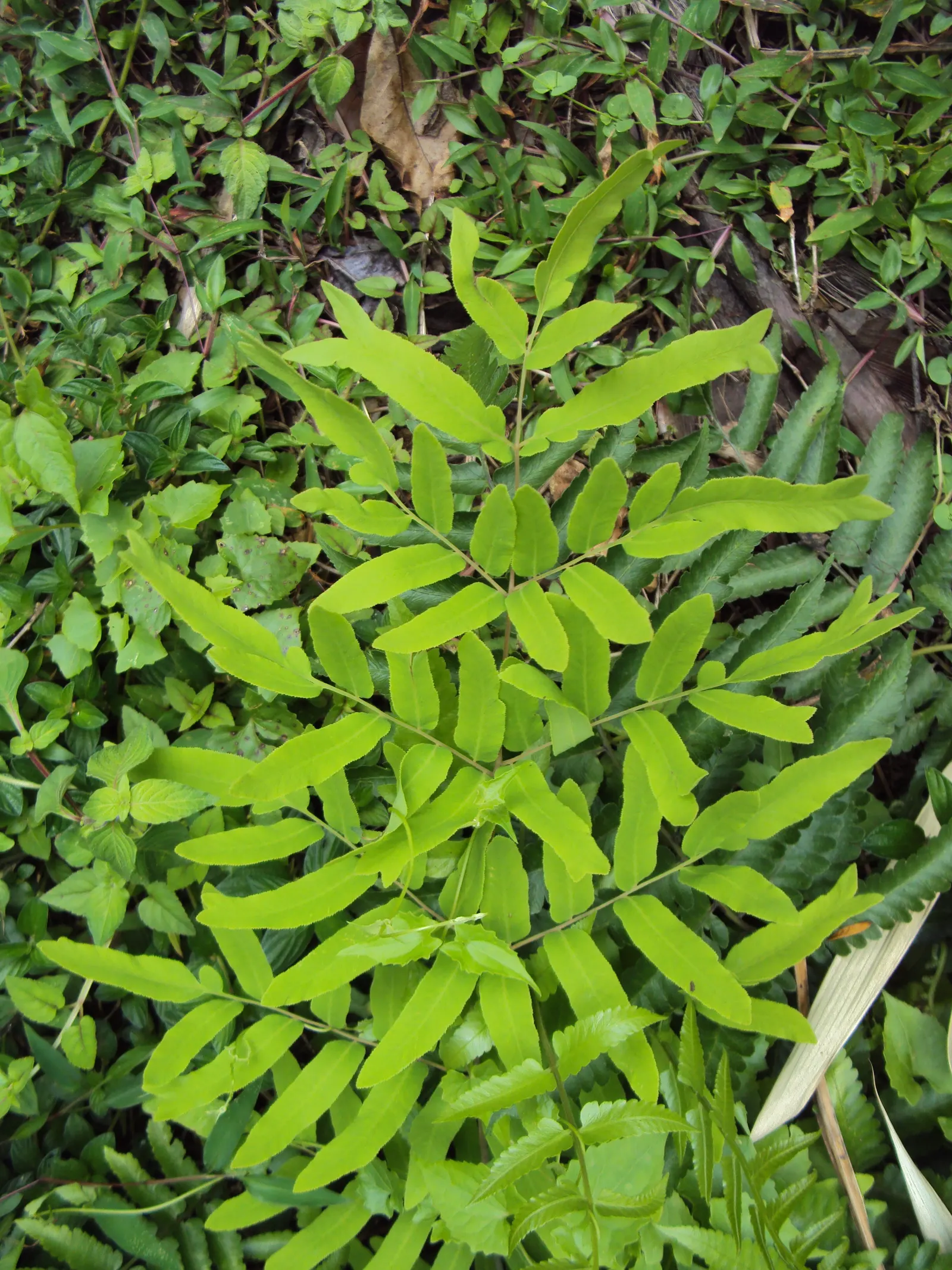 Royal Fern (Osmunda Regalis) — preferring consistently moist; it reaches a height of 2-3 feet with fronds unrolling to 5-6 feet, image 83