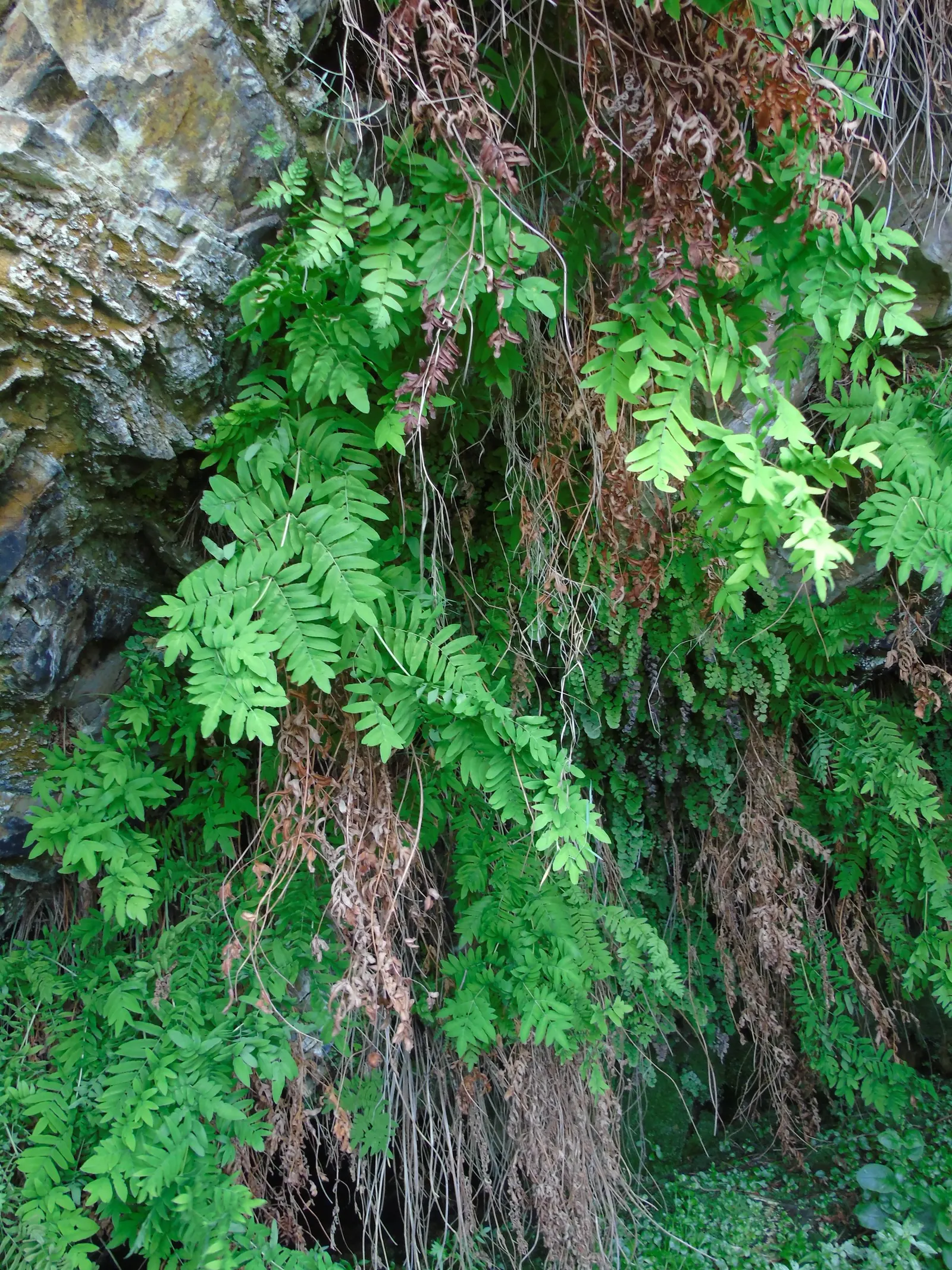 Royal Fern (Osmunda Regalis) — is a remarkable and stately fern species that exudes an aura of elegance and grandeur in any landscape design; the, image 60