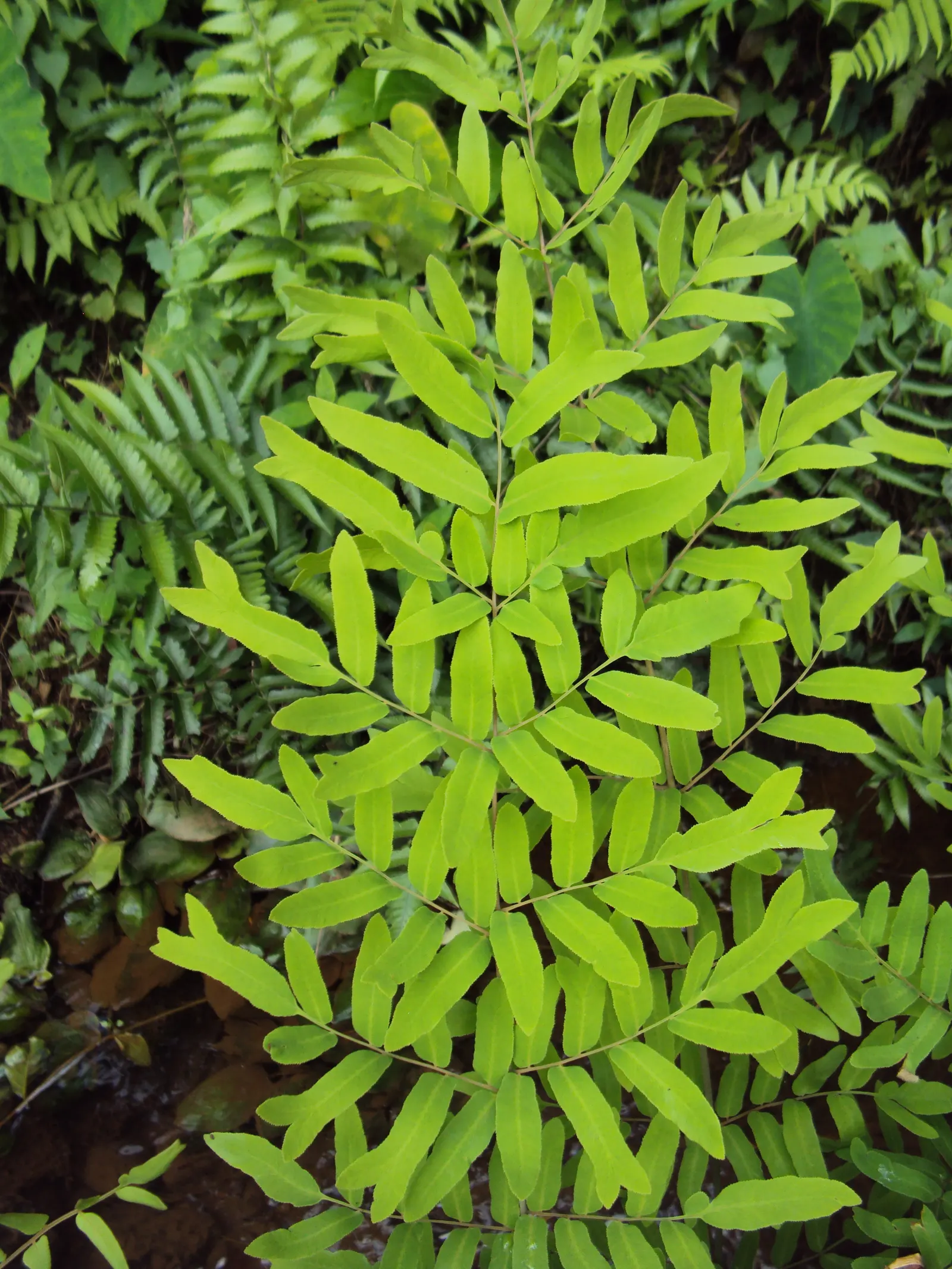 Royal Fern (Osmunda Regalis) — The fern favors acidic soils and requires moderate maintenance