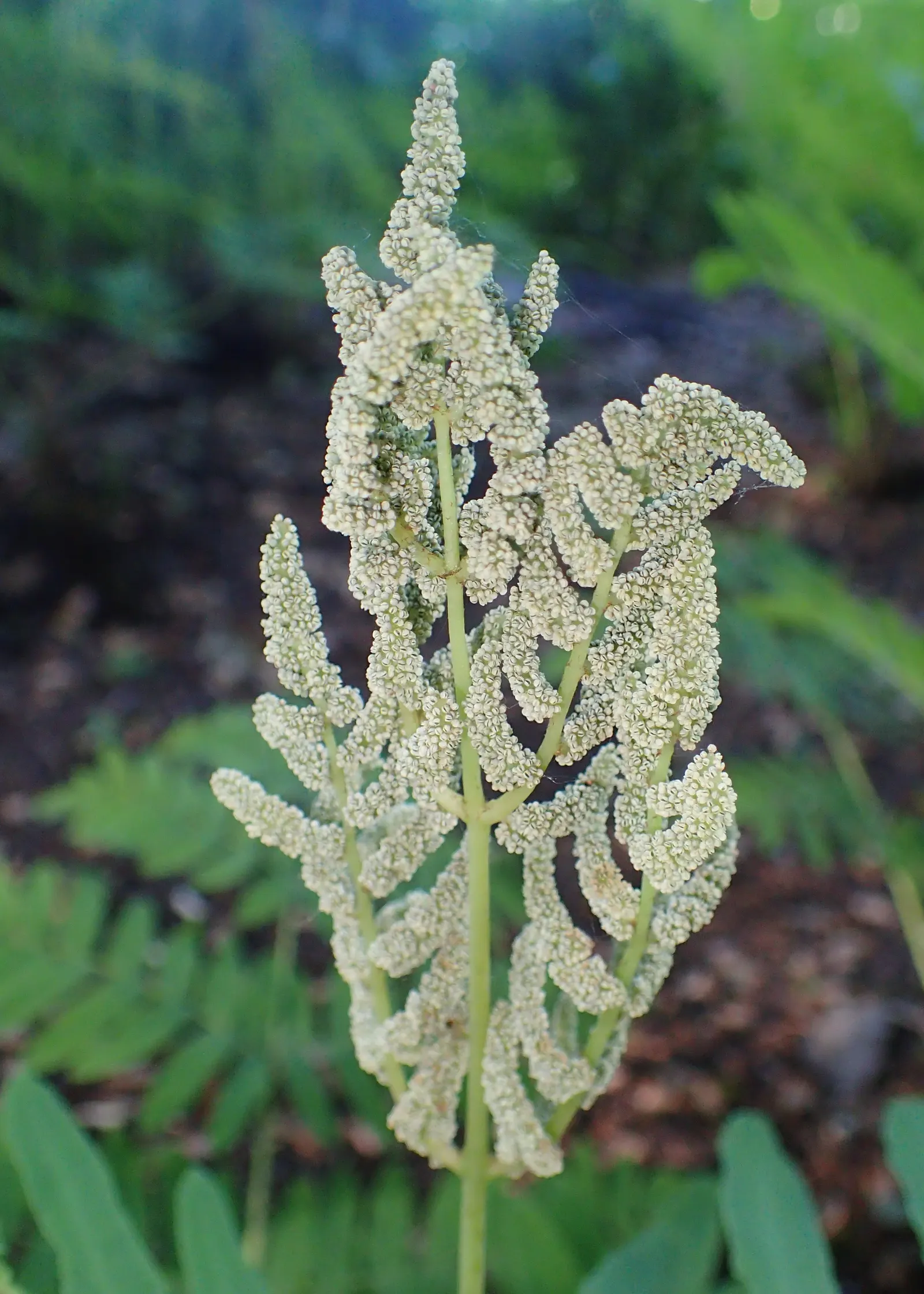 Royal Fern (Osmunda Regalis) — is a remarkable and stately fern species that exudes an aura of elegance and grandeur in any landscape design; the, image 96